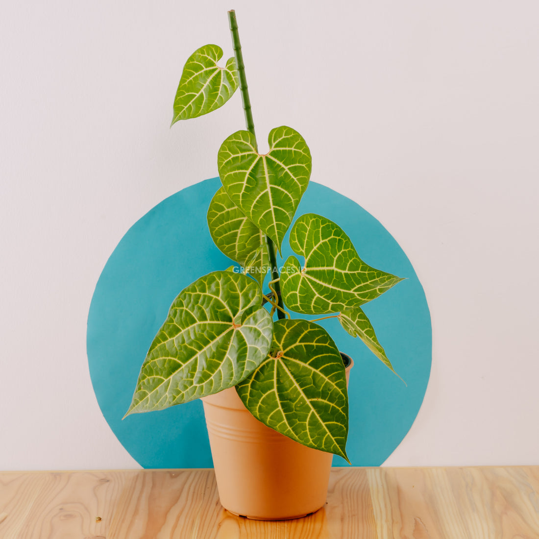 Aristolochia Leuconeura - Greenspaces.id