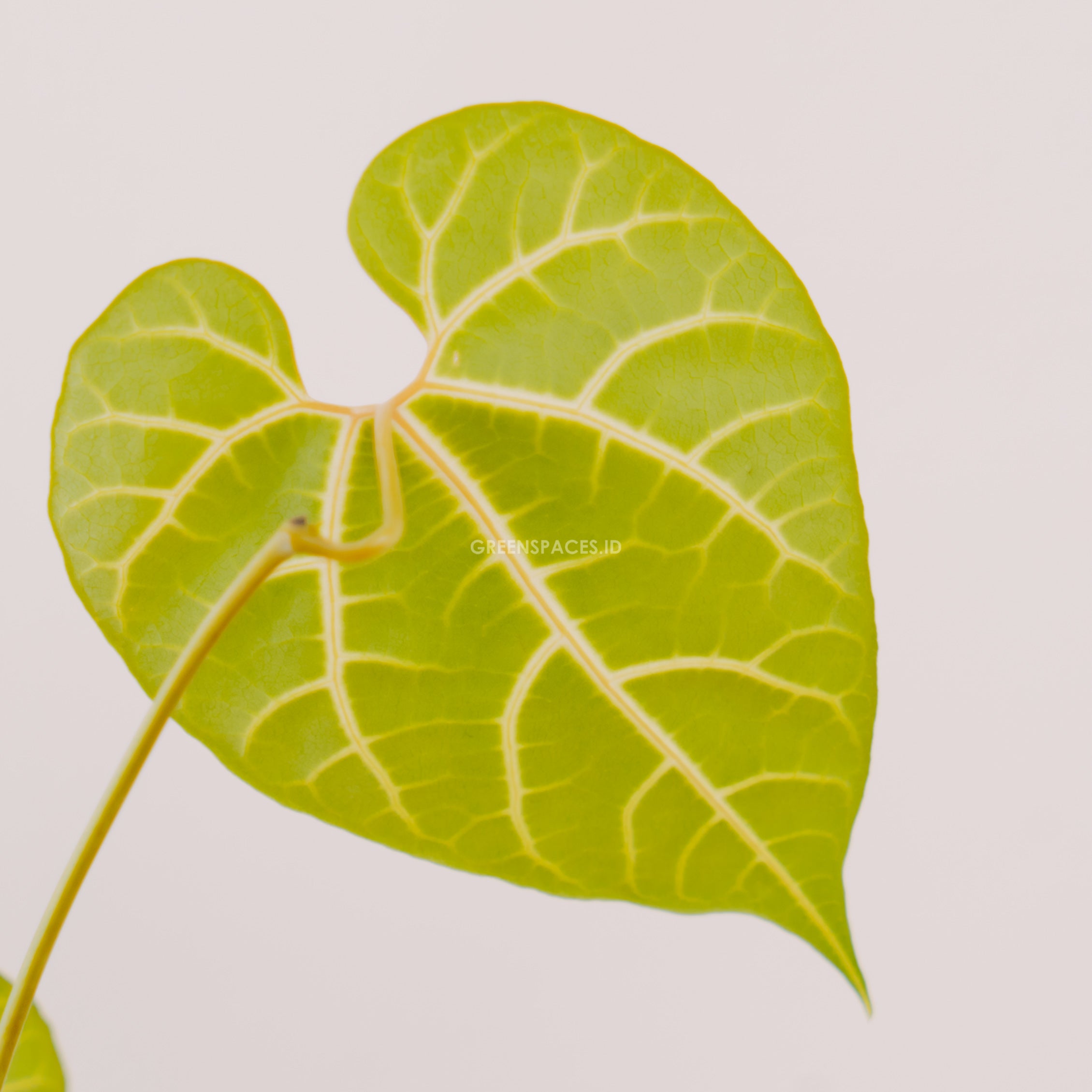 Aristolochia Leuconeura - Greenspaces.id