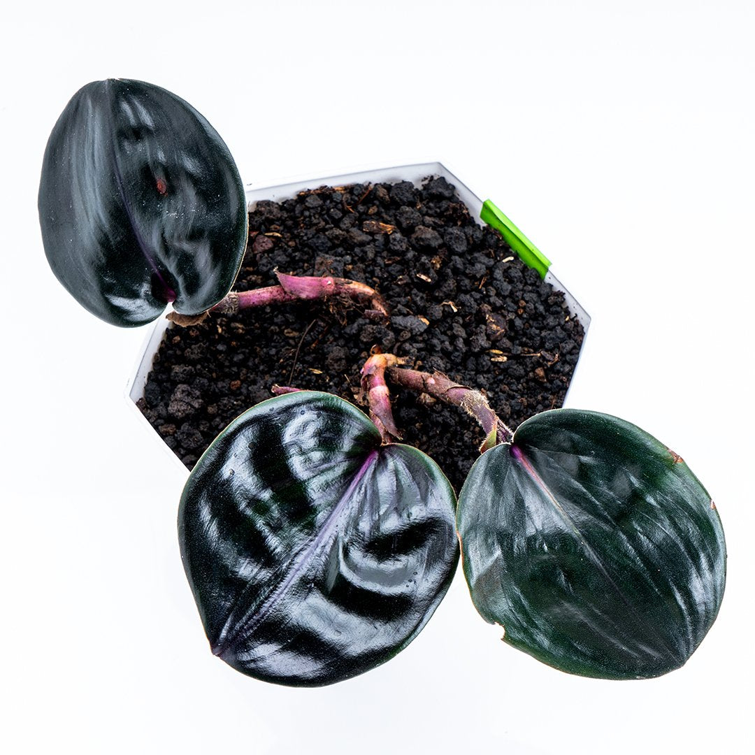 Costos Speciosus - Greenspaces.id