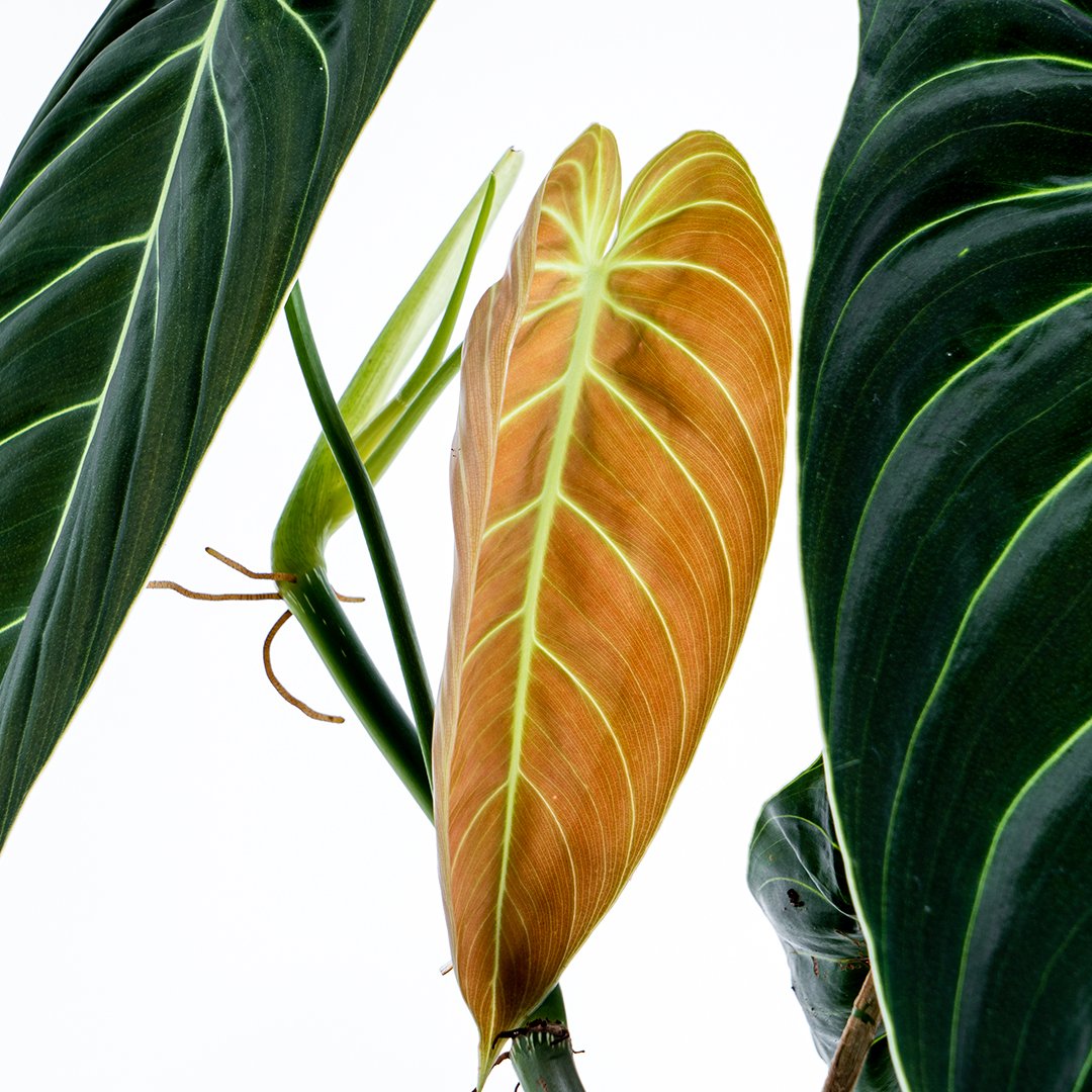 Philodendron Melanochrysum Medium - Greenspaces.id
