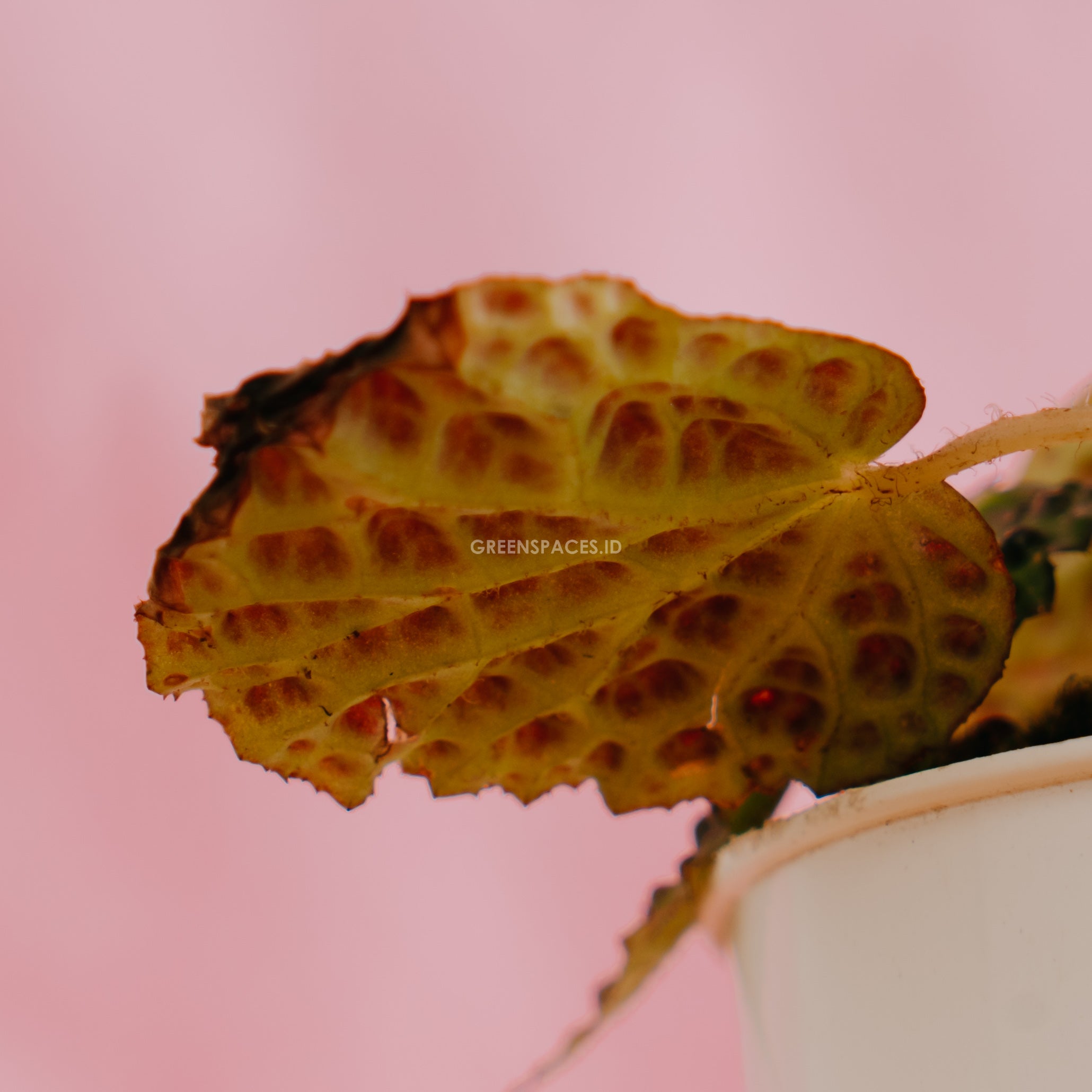 Begonia Sp Borneo
