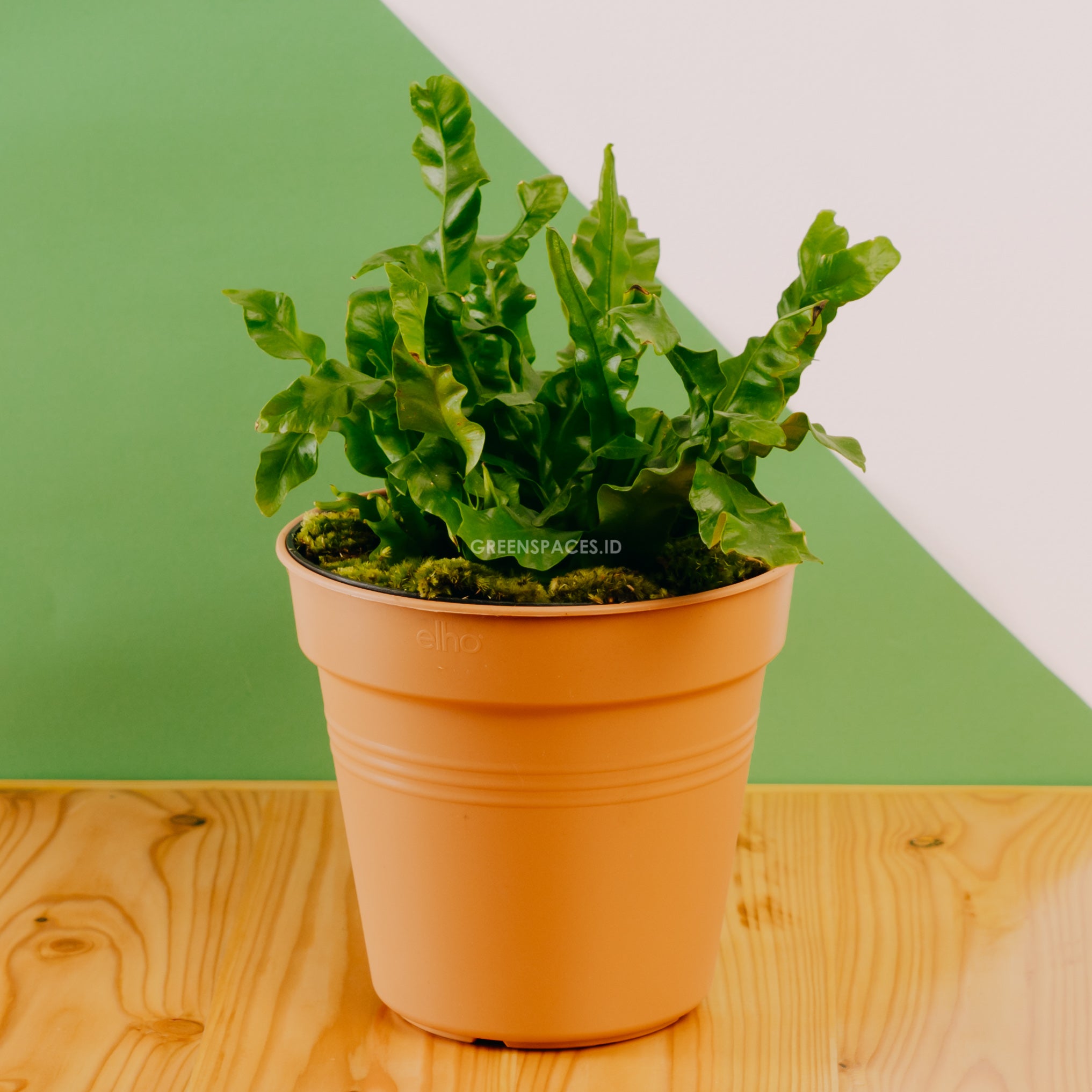 Asplenium nidus &