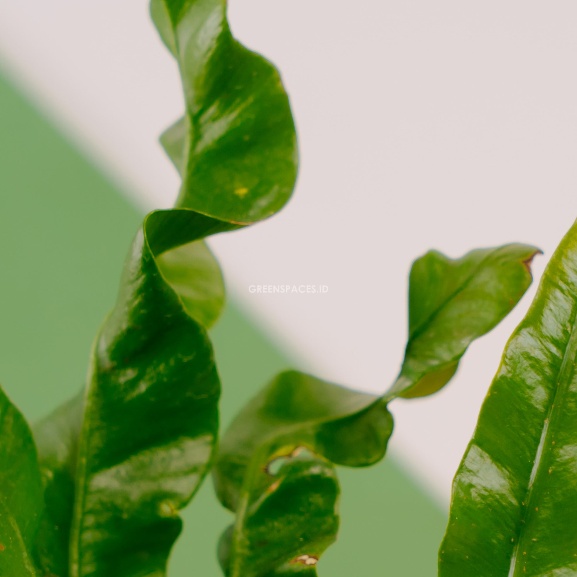 Asplenium nidus &