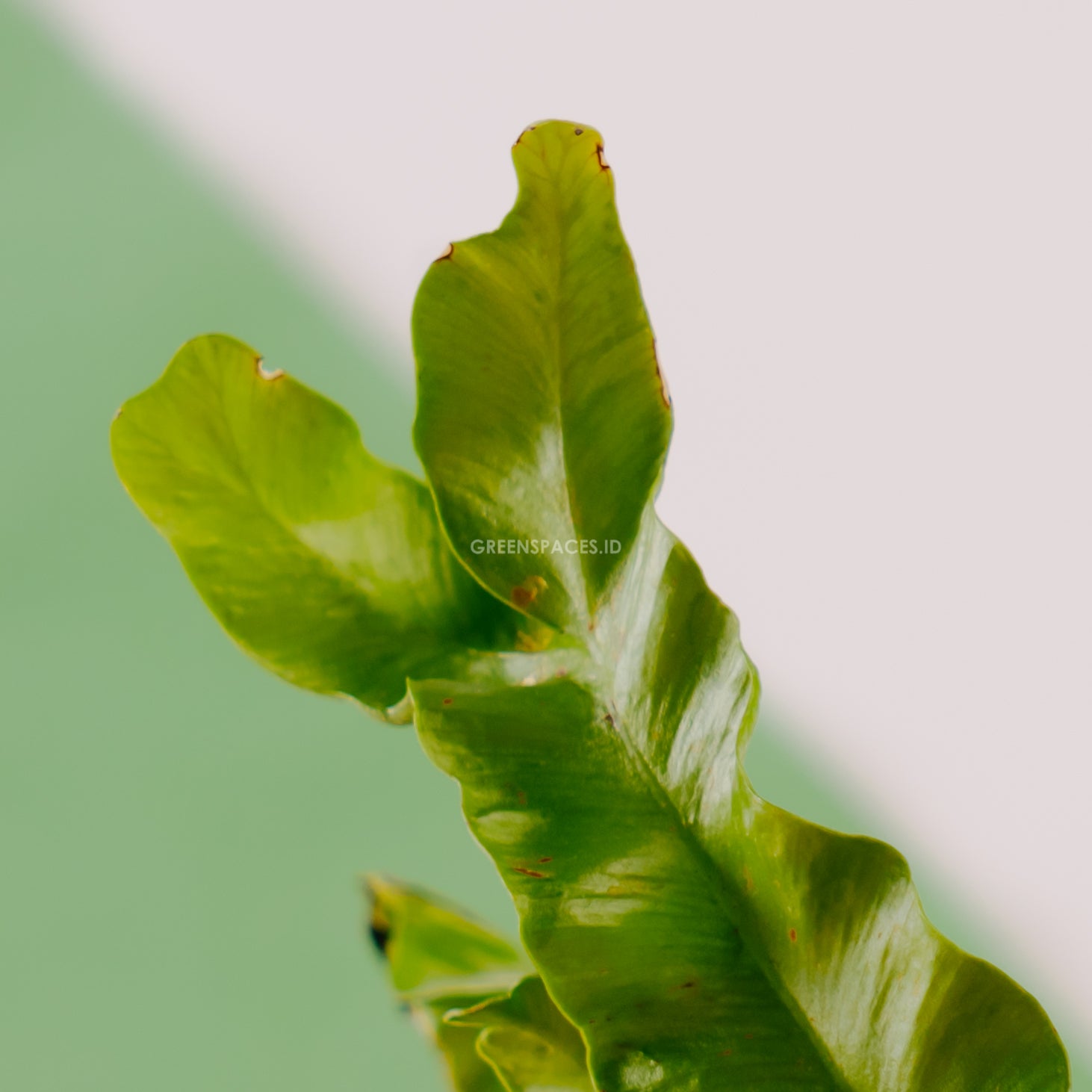 Asplenium nidus &