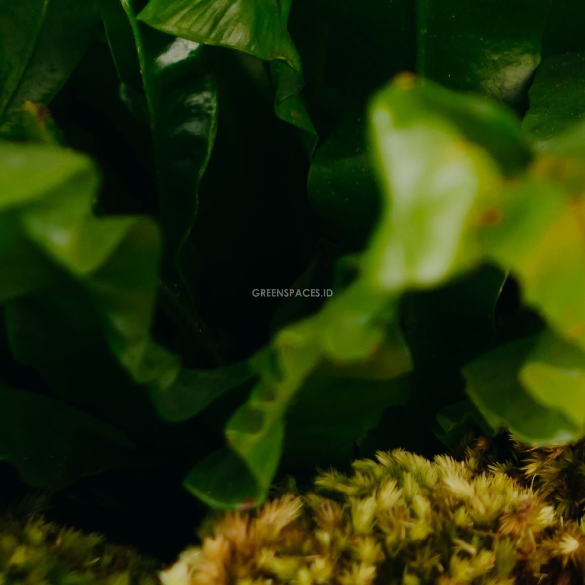 Asplenium nidus &