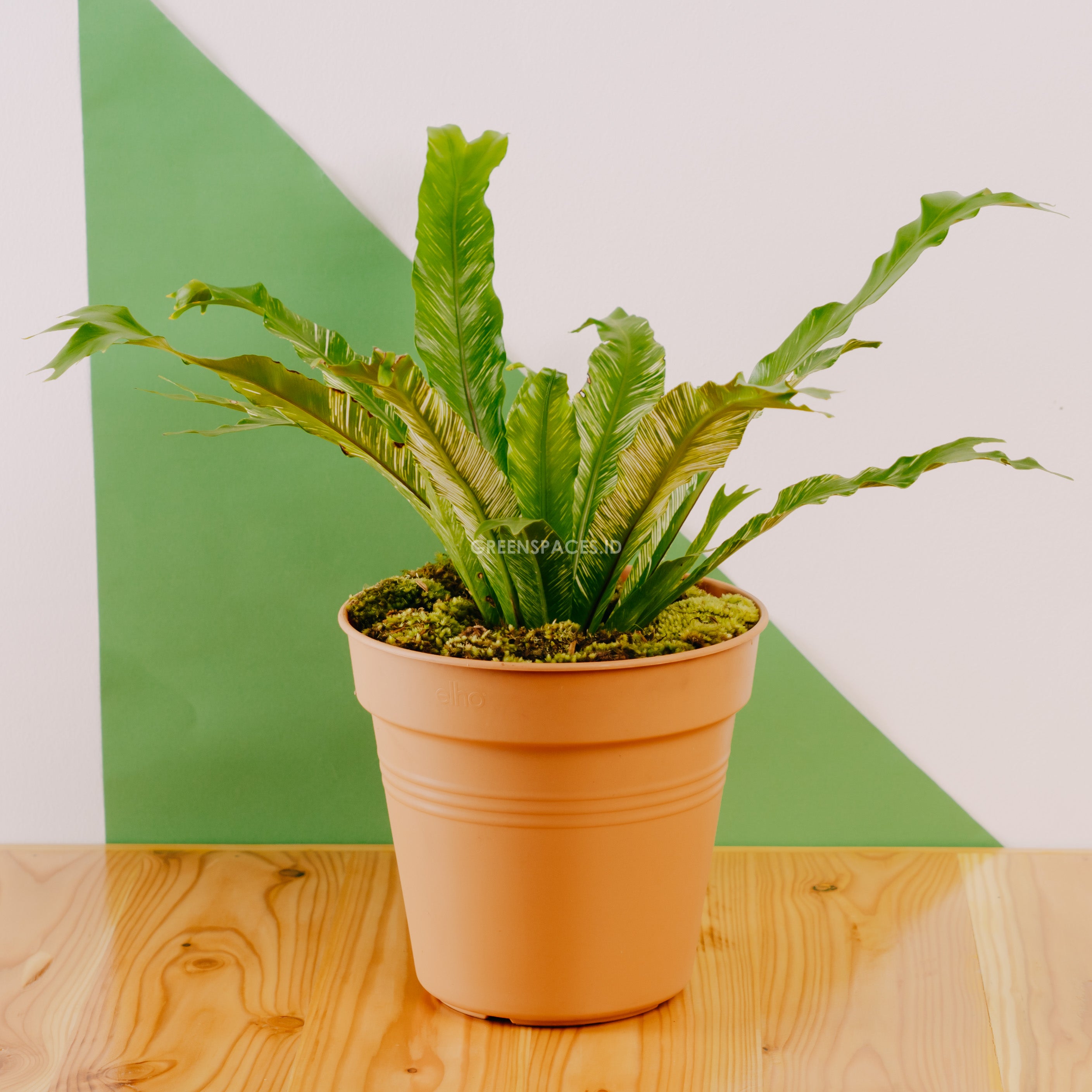 bird nest fern variegated Cadaka Asplenianum Varieagata