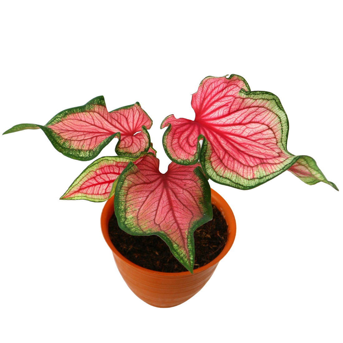 Caladium Florida Sweet Heart - Greenspaces.id