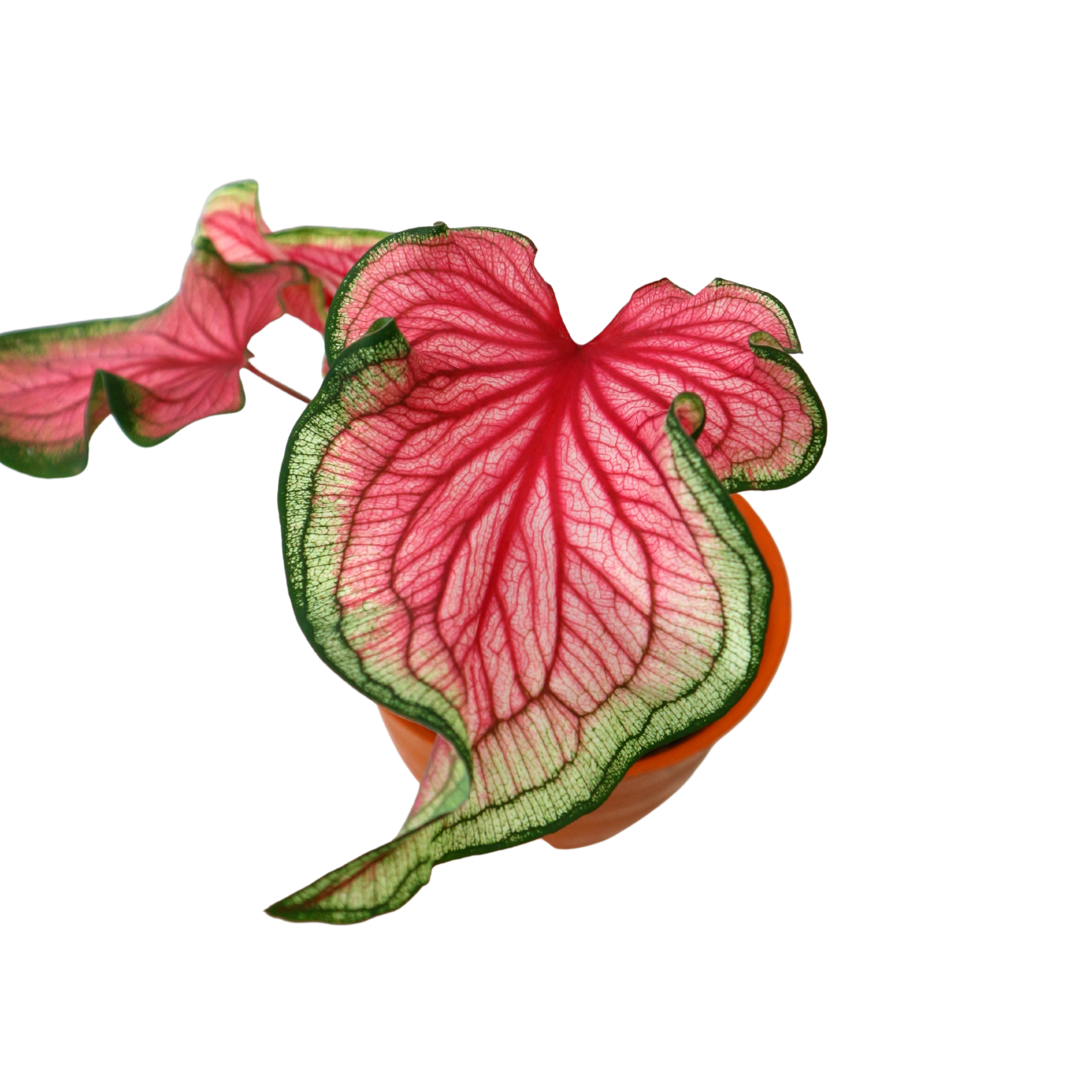 Caladium Florida Sweet Heart - Greenspaces.id