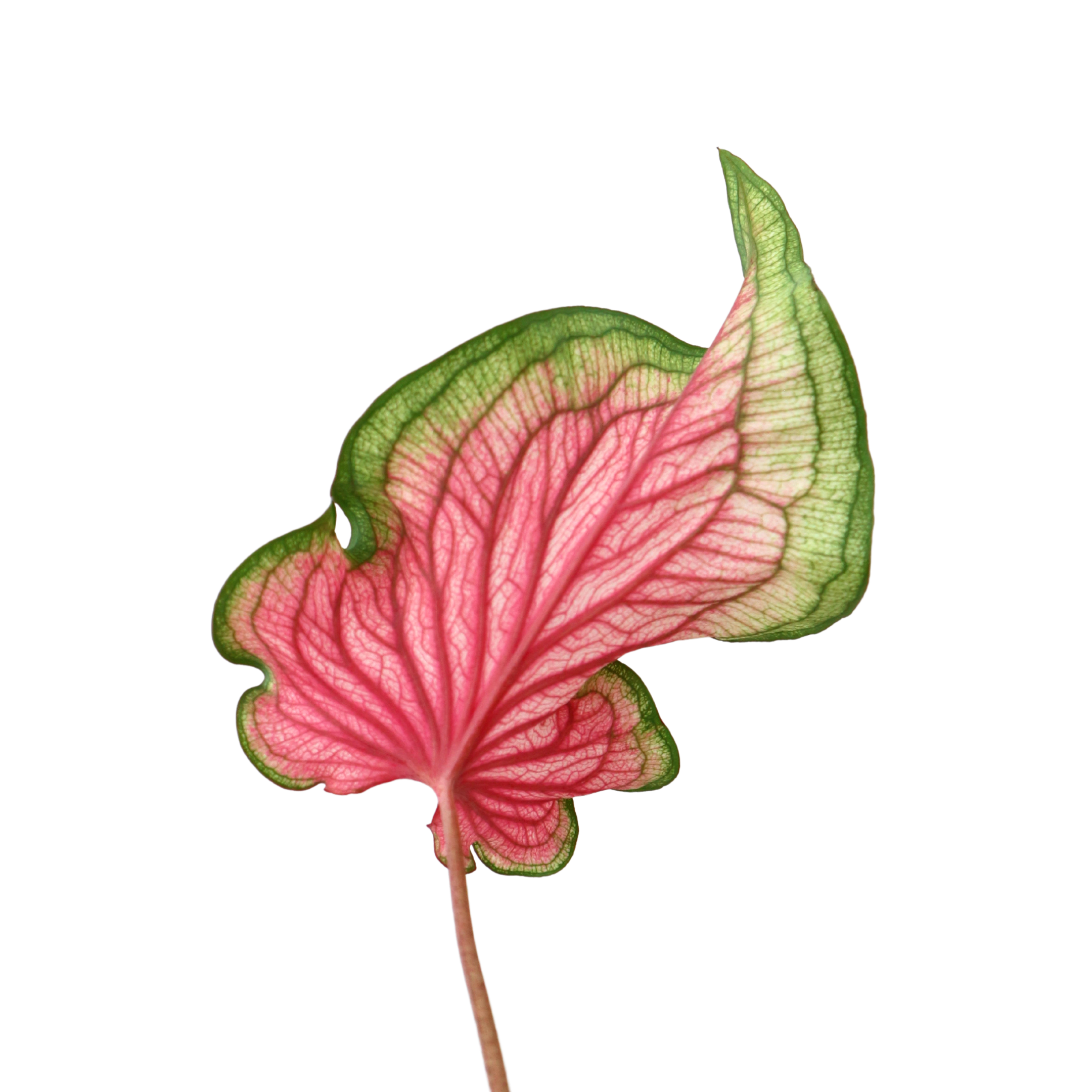 Caladium Florida Sweet Heart - Greenspaces.id