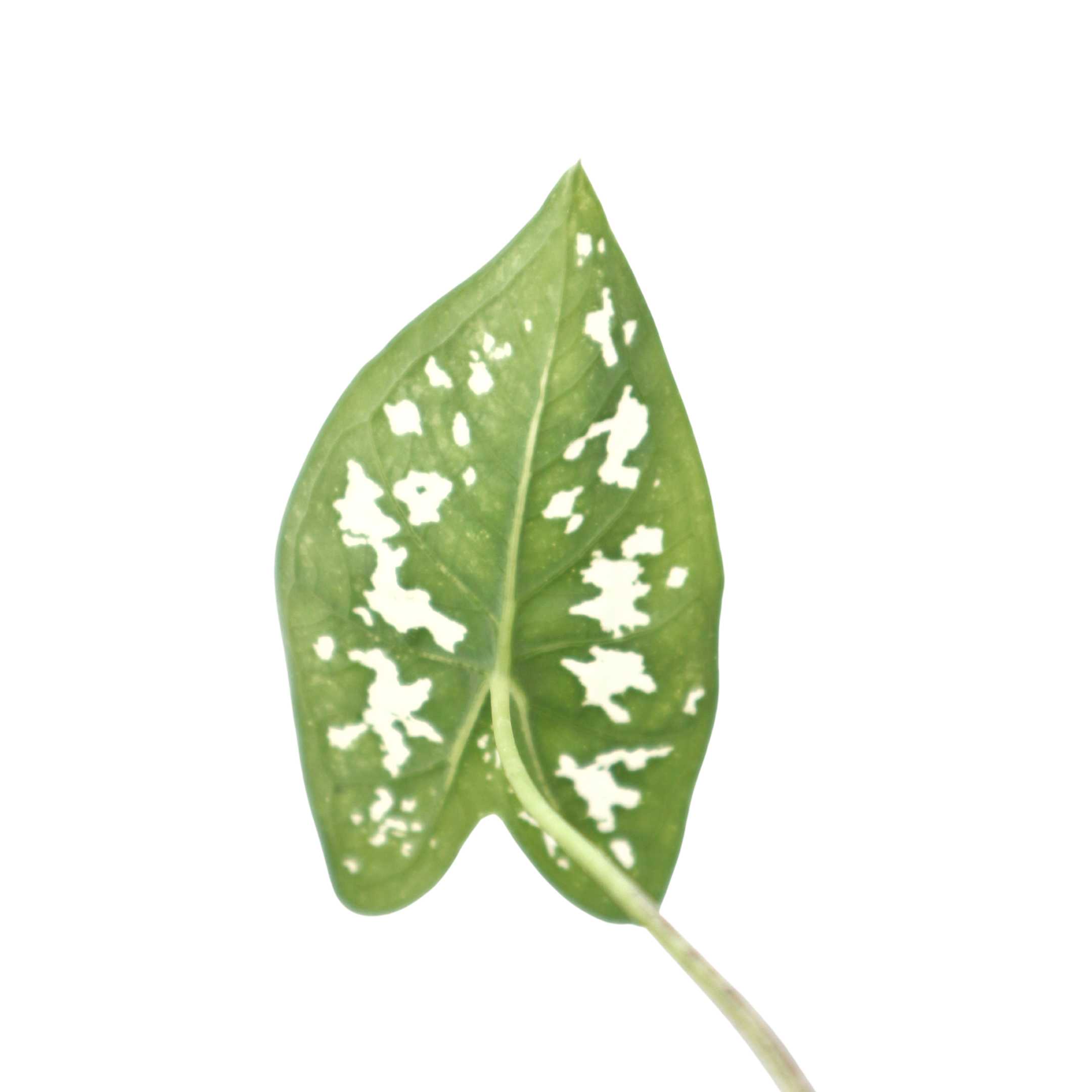 Caladium Liliput - Greenspaces.id