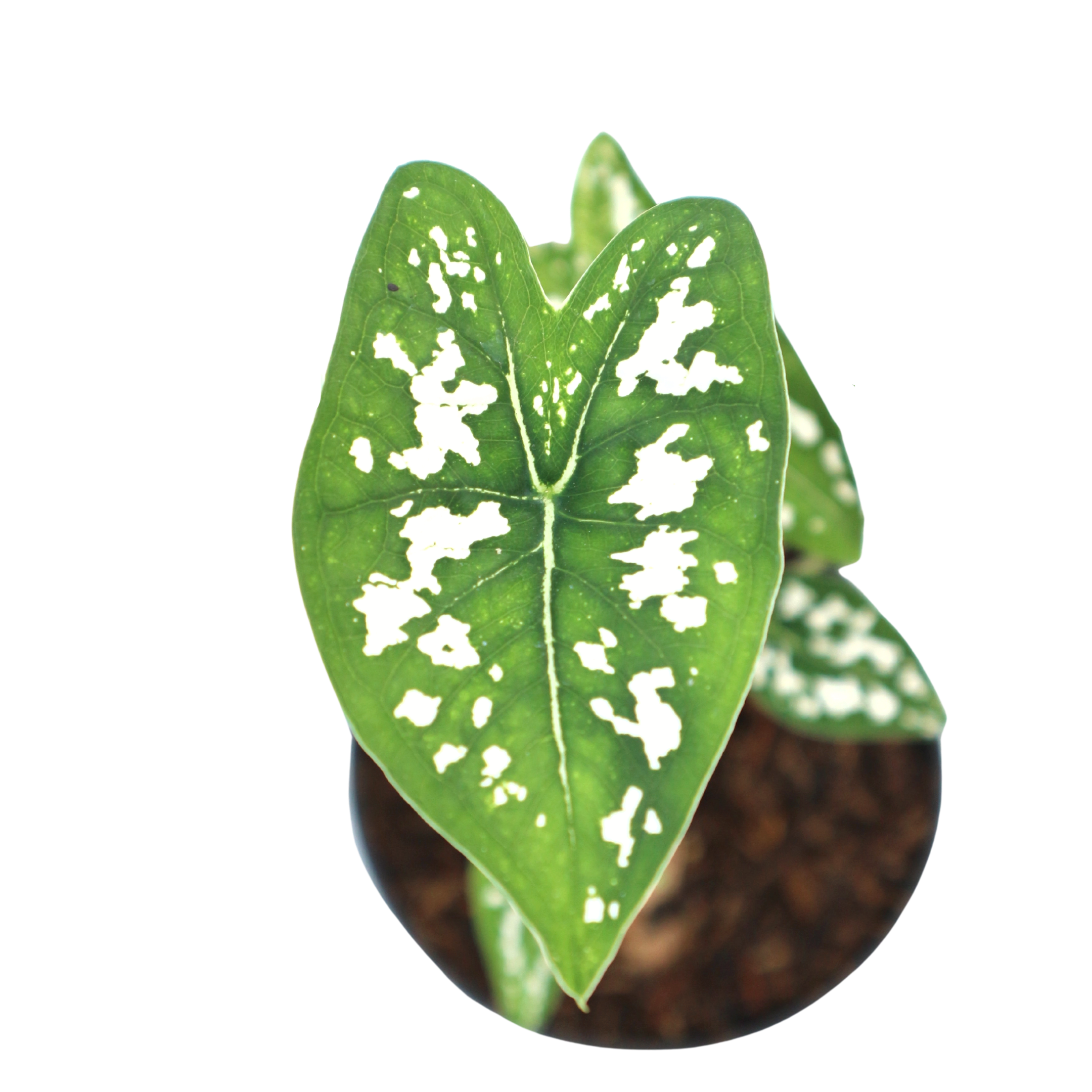 Caladium Liliput - Greenspaces.id