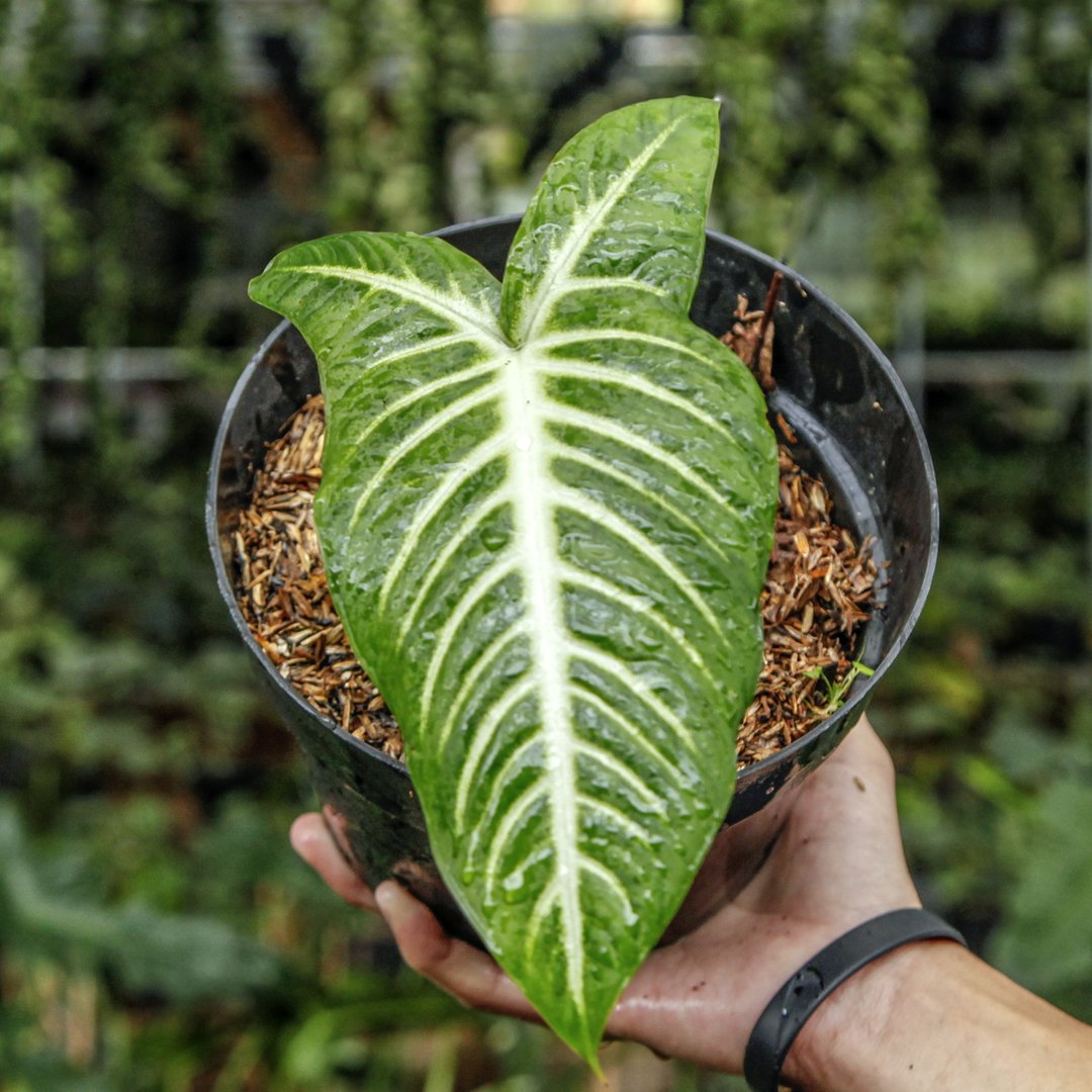 Caladium Lindenii - Greenspaces.id