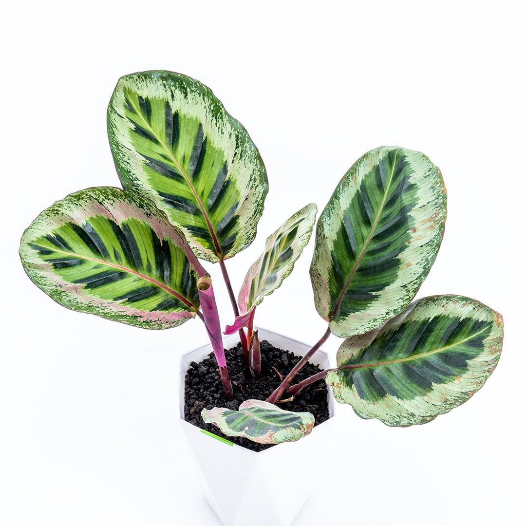 Calathea Angela Medium - Greenspaces.id