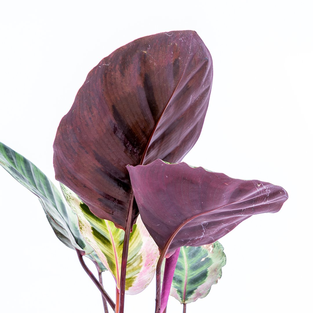 Calathea Angela Medium - Greenspaces.id