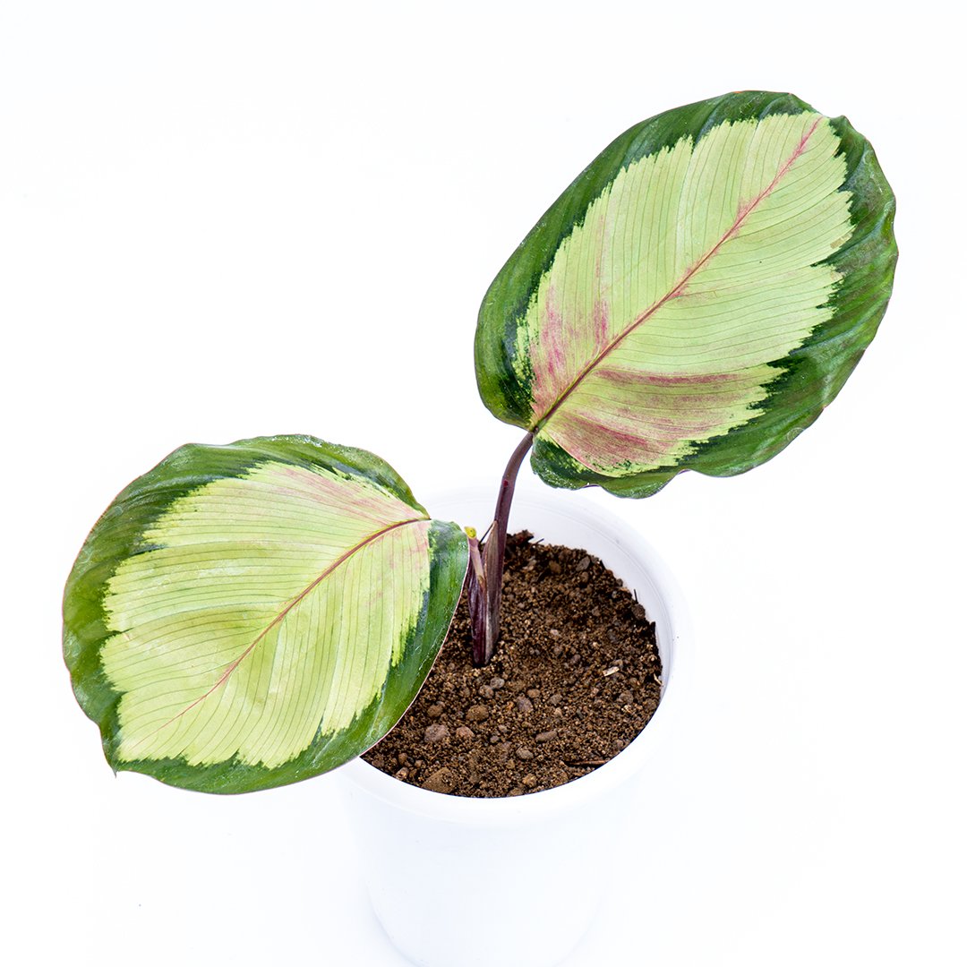 Calathea Corona - Greenspaces.id