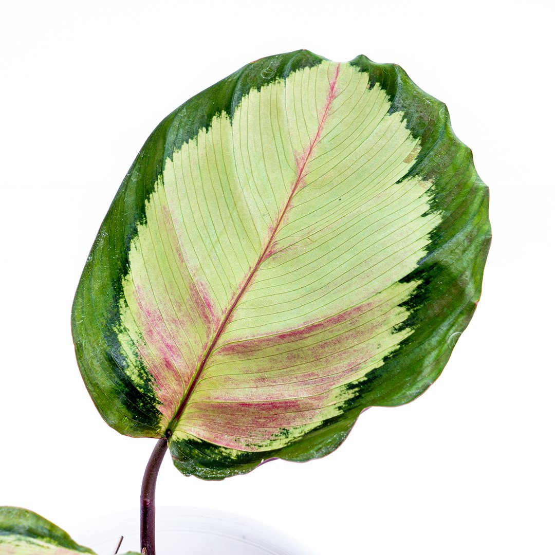 Calathea Corona - Greenspaces.id