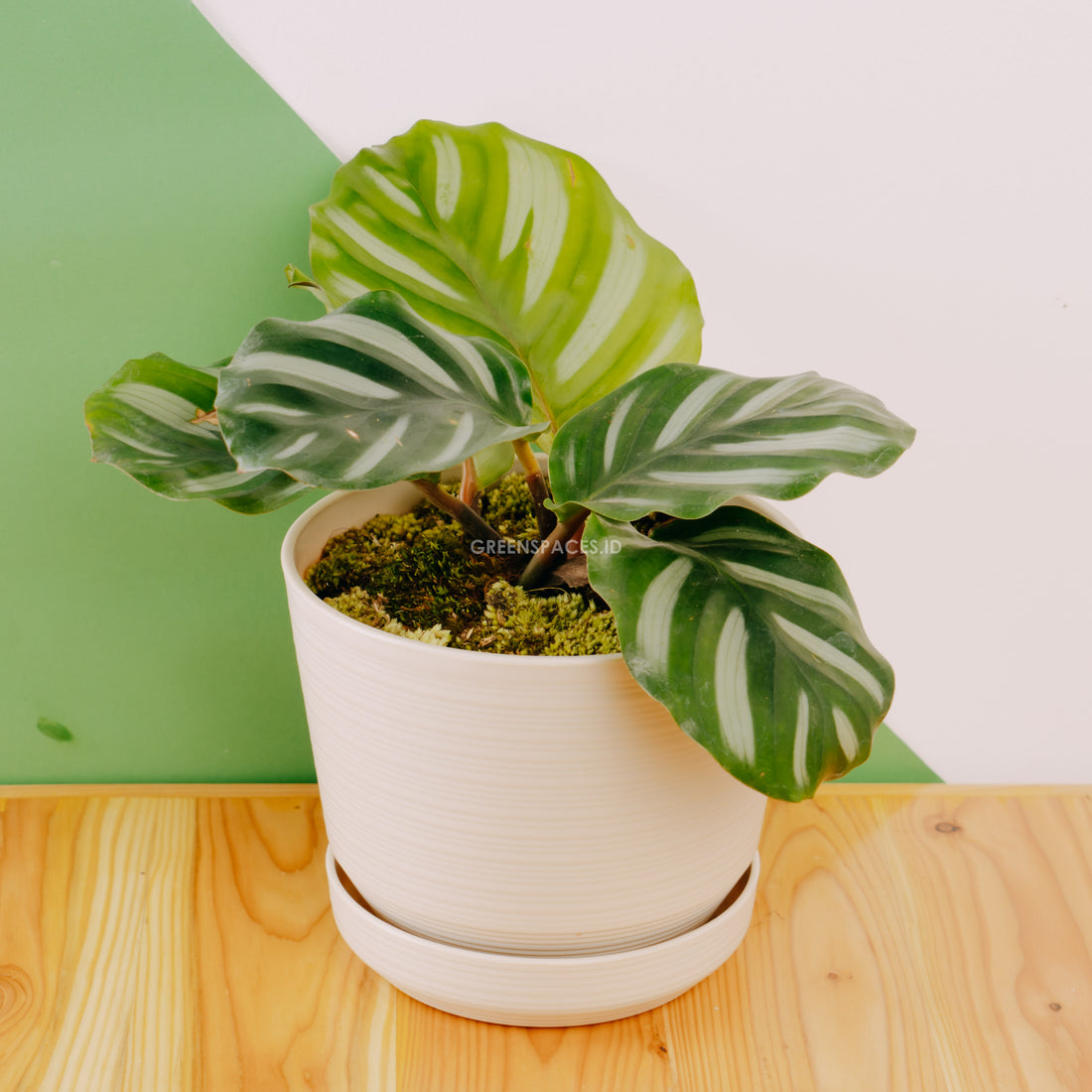 Calathea Fasciata - Greenspaces.id