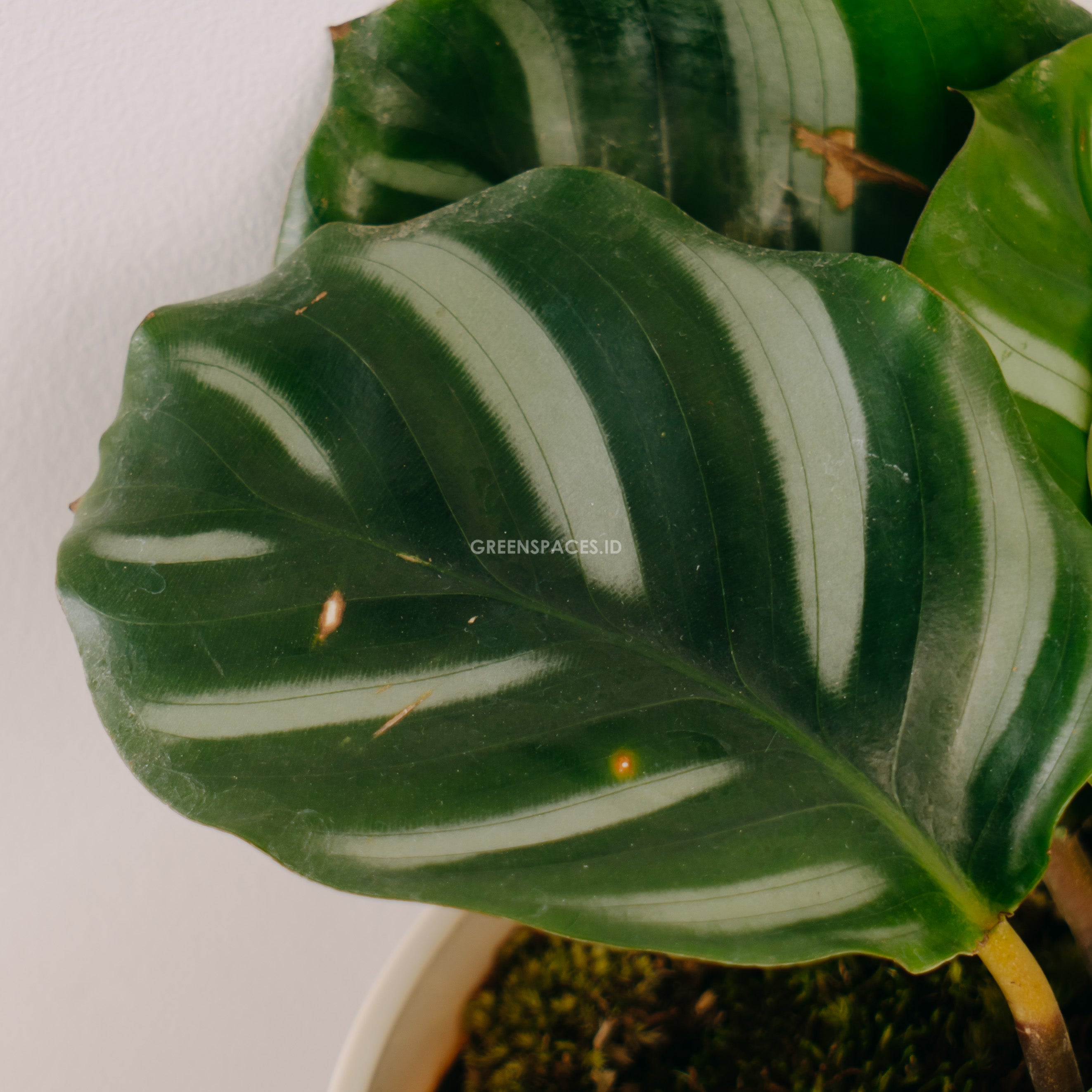Calathea Fasciata - Greenspaces.id