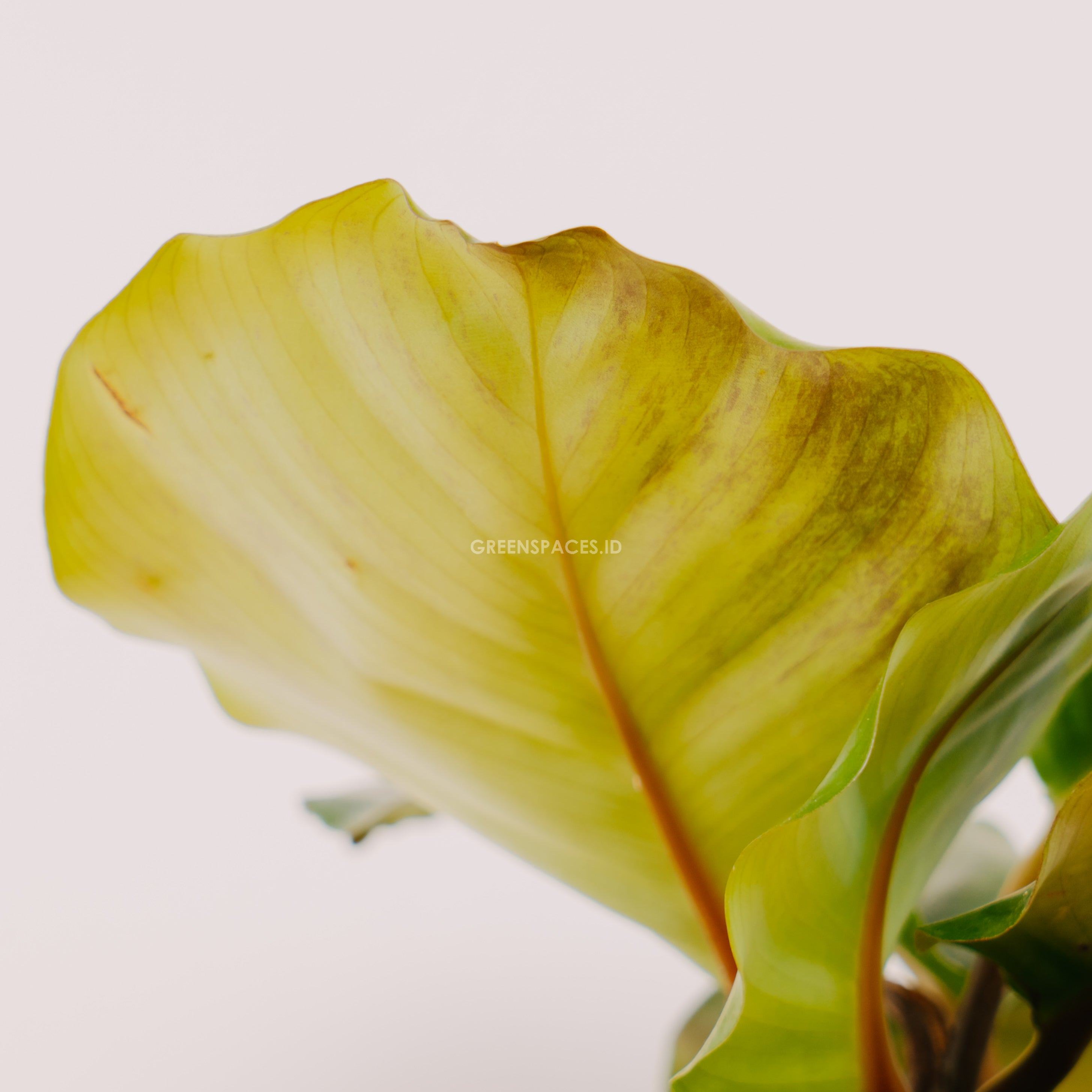 Calathea Fasciata - Greenspaces.id