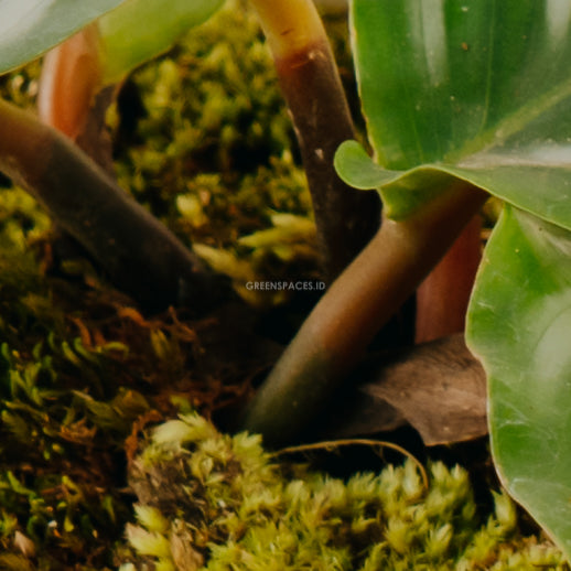 Calathea Fasciata - Greenspaces.id