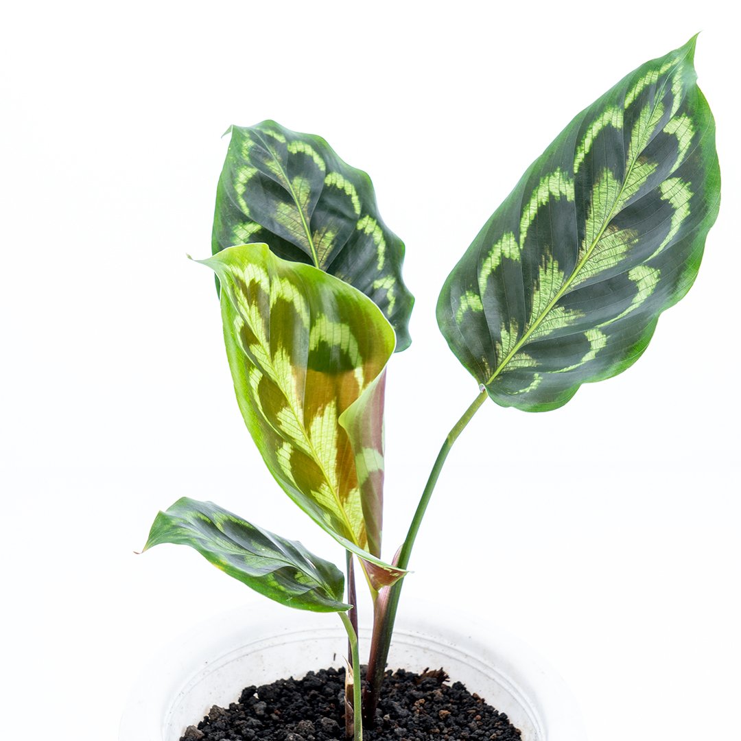 Calathea Peacock - Greenspaces.id