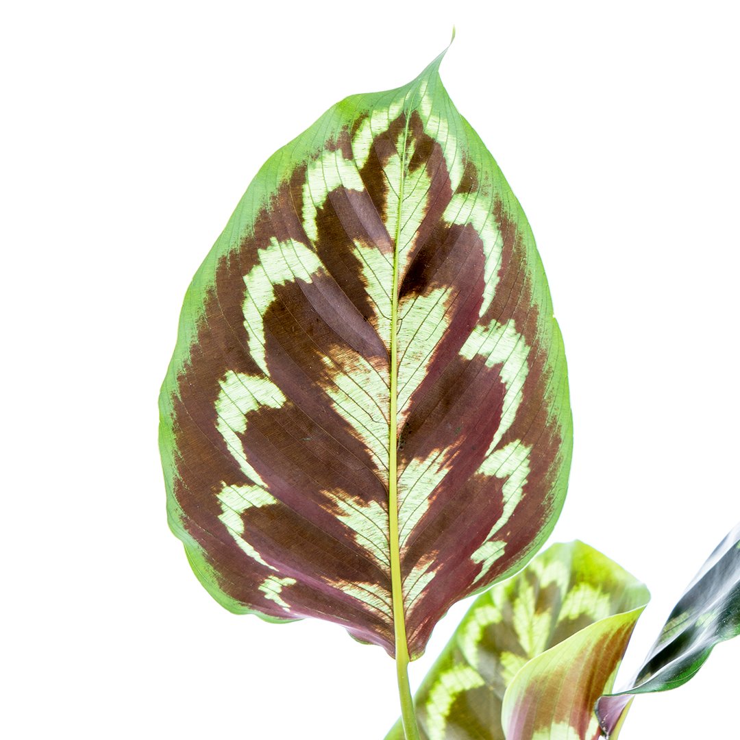 Calathea Peacock - Greenspaces.id