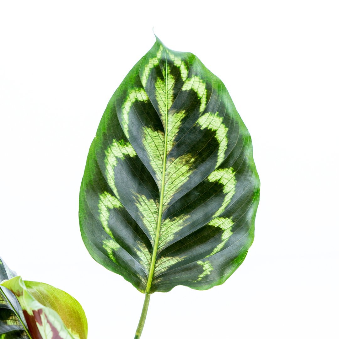 Calathea Peacock - Greenspaces.id