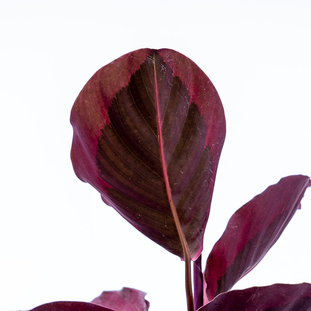 Calathea Pink Jessy