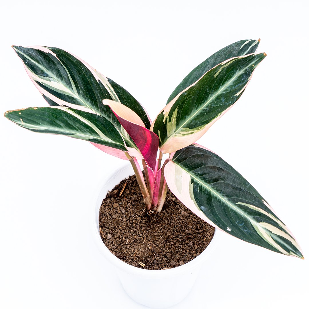 Calathea Trio Star - Greenspaces.id