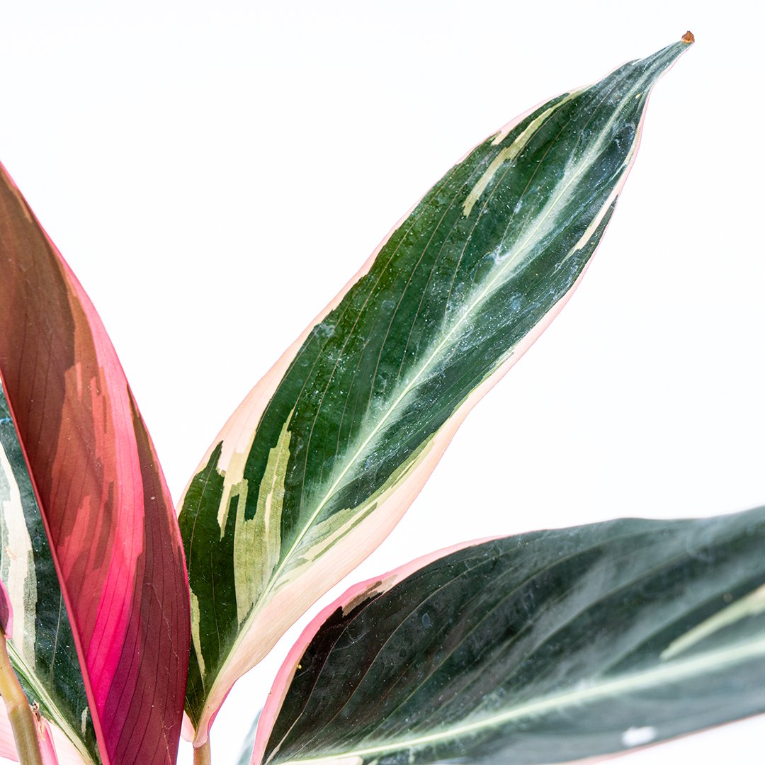 Calathea Trio Star - Greenspaces.id