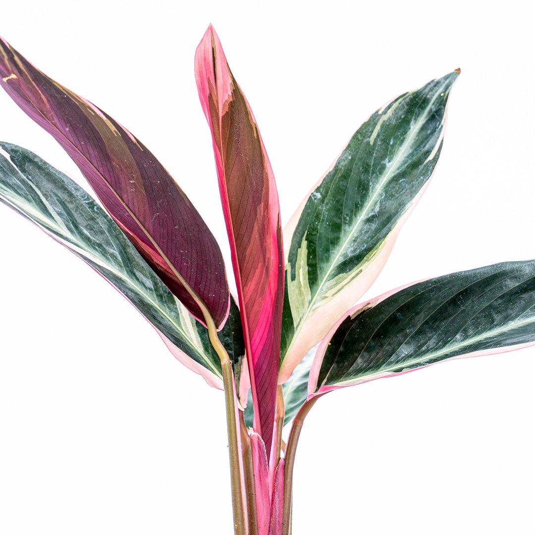 Calathea Trio Star - Greenspaces.id