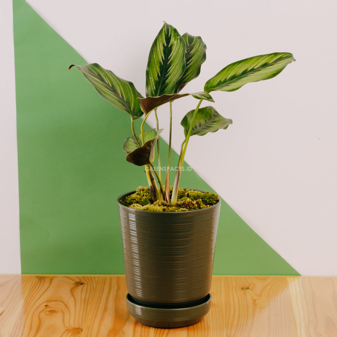 Calathea beauty star - Greenspaces.id