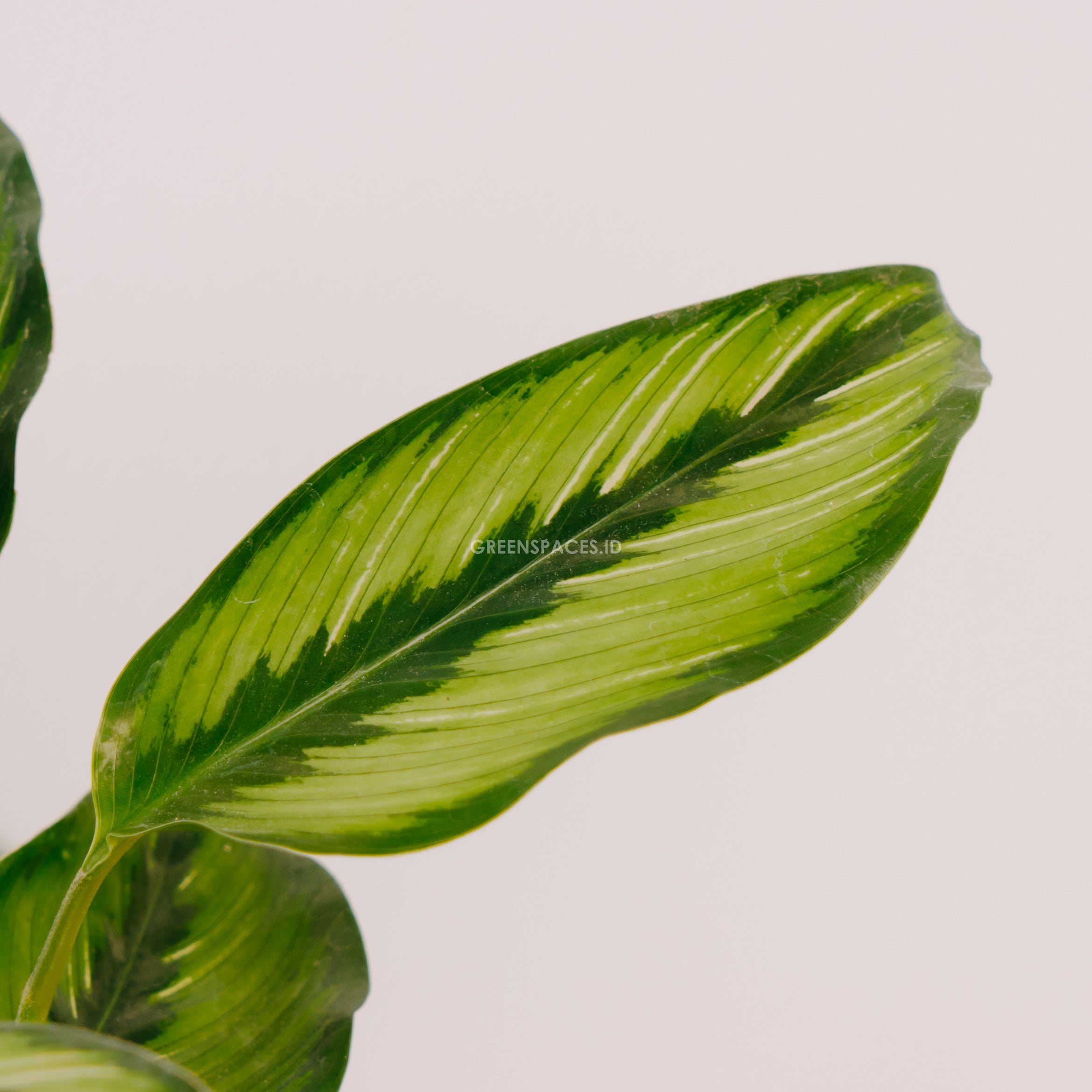 Calathea beauty star - Greenspaces.id