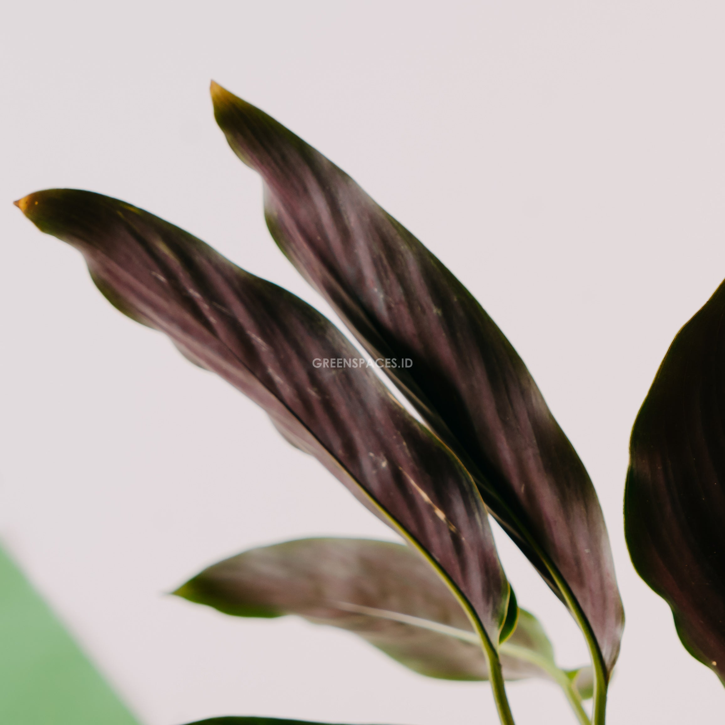 Calathea beauty star - Greenspaces.id