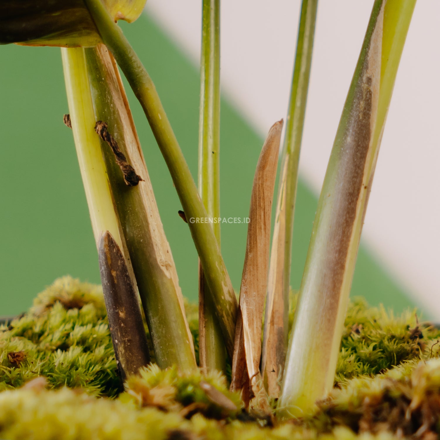 Calathea beauty star - Greenspaces.id