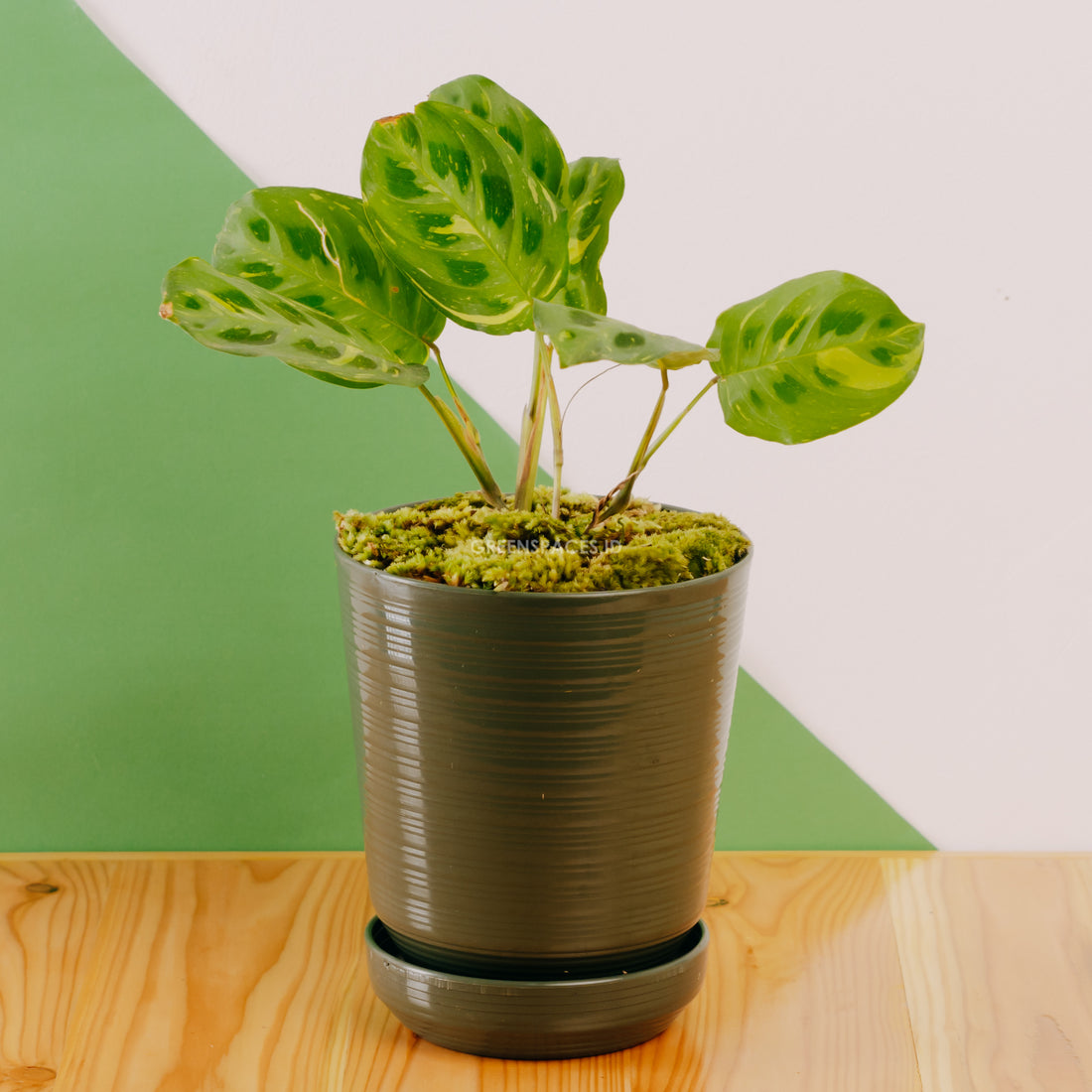 Calathea butterfly - Greenspaces.id