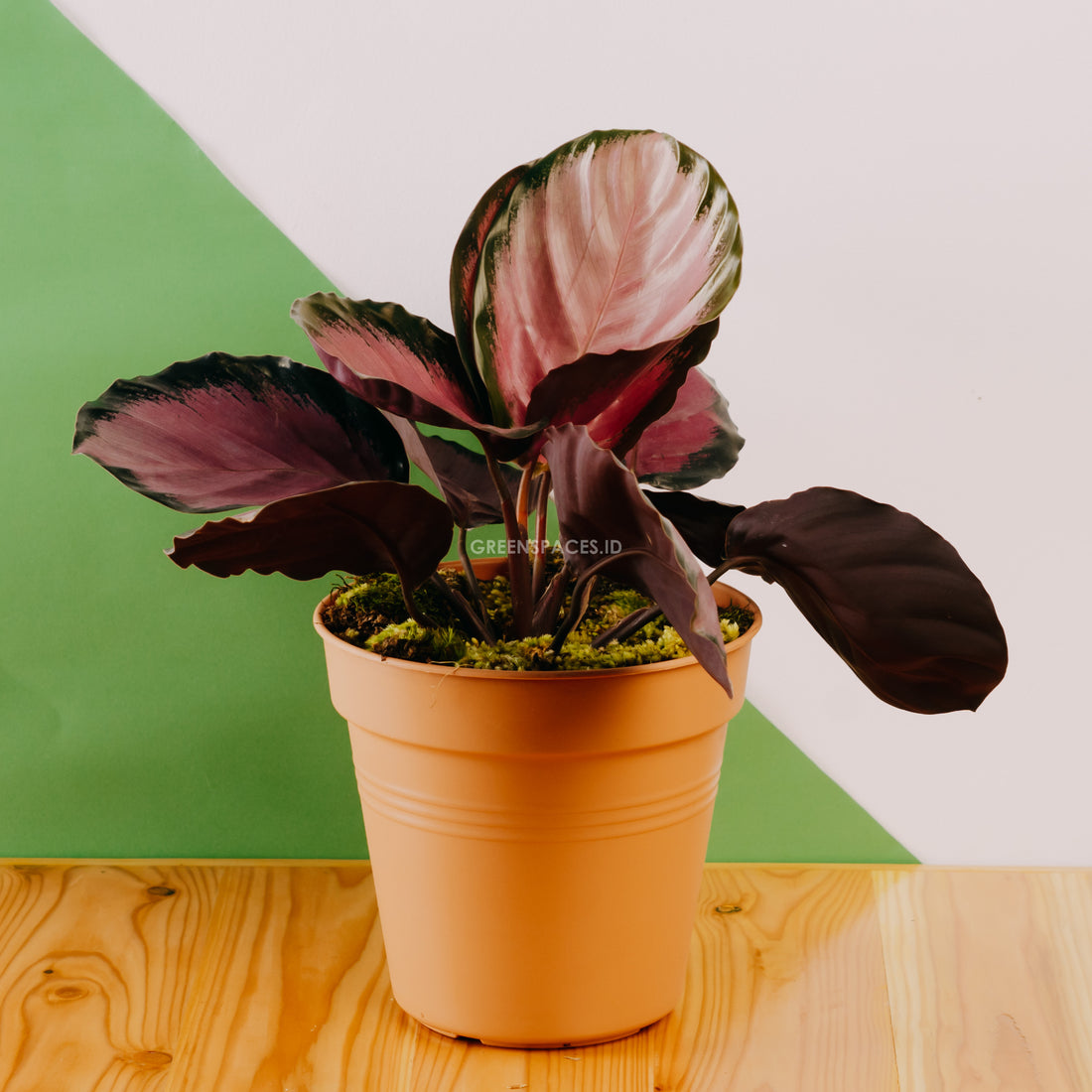 Calathea crimson - Greenspaces.id