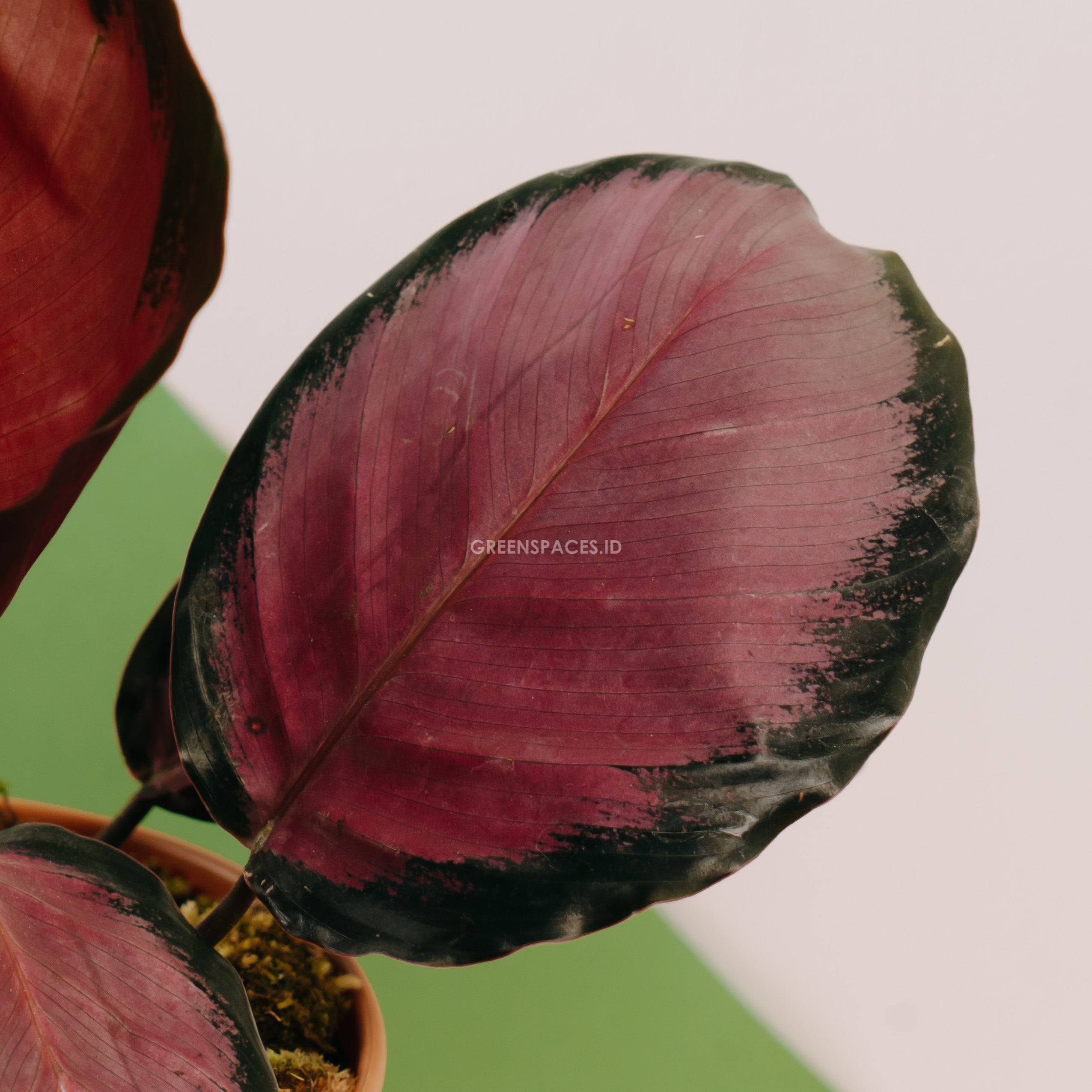 Calathea crimson - Greenspaces.id