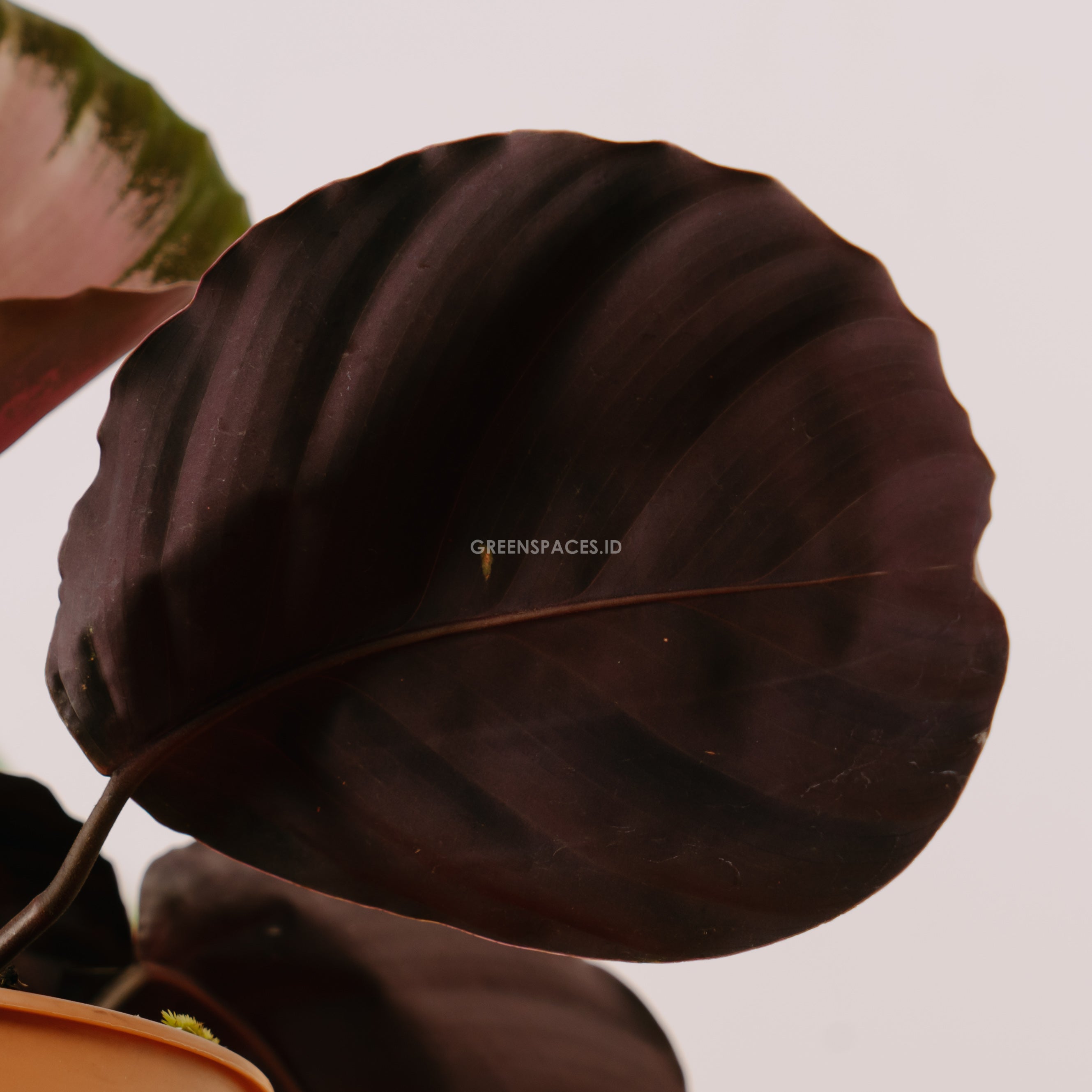 Calathea crimson - Greenspaces.id