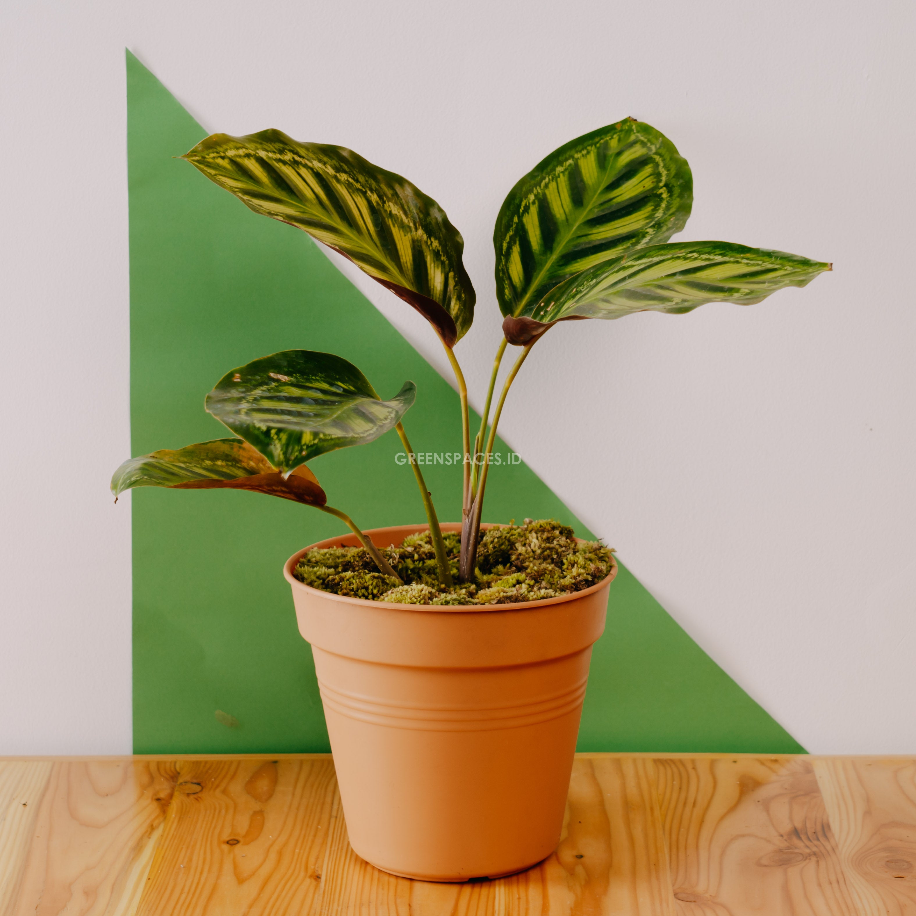 Calathea Flamaster - Greenspaces.id