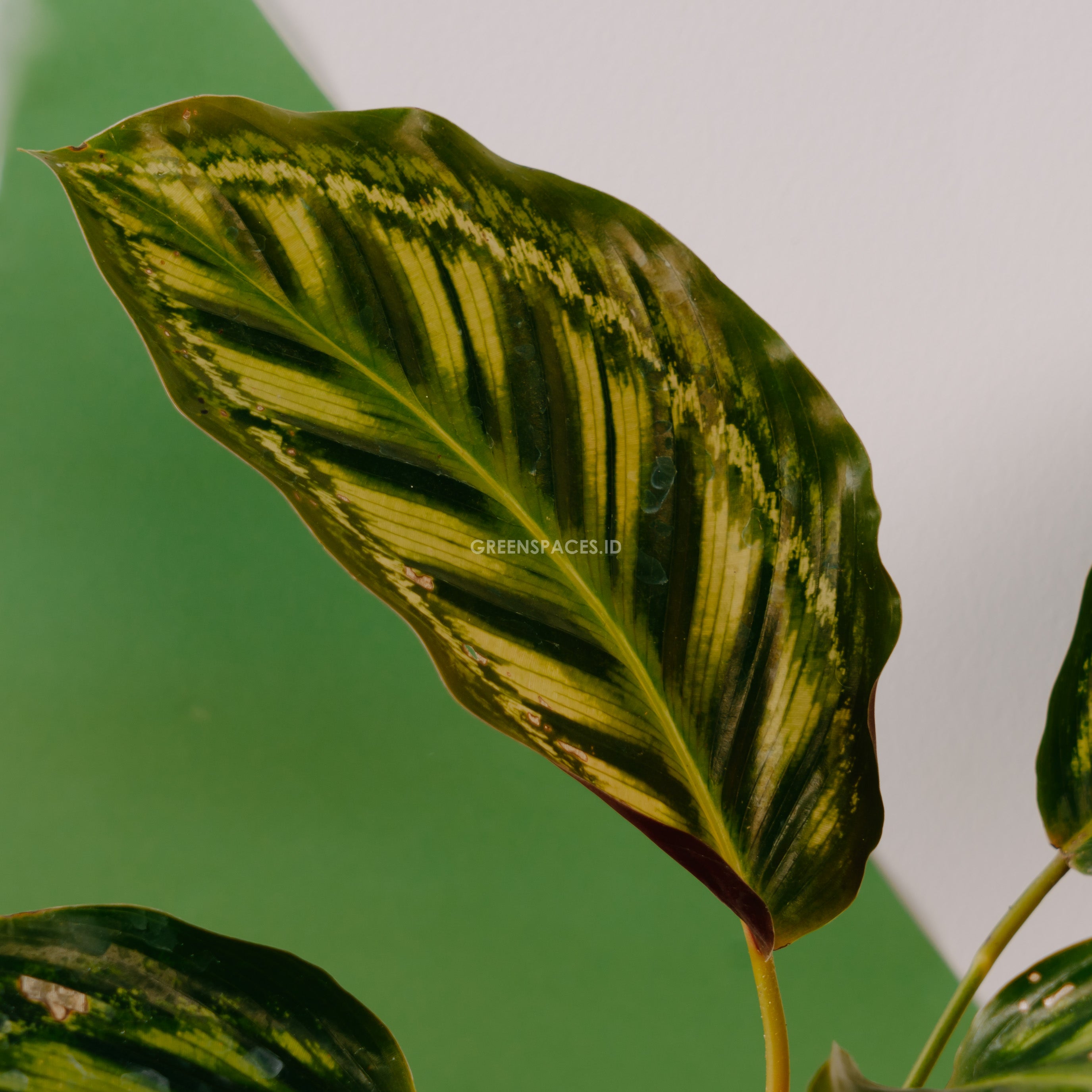 Calathea Flamaster - Greenspaces.id