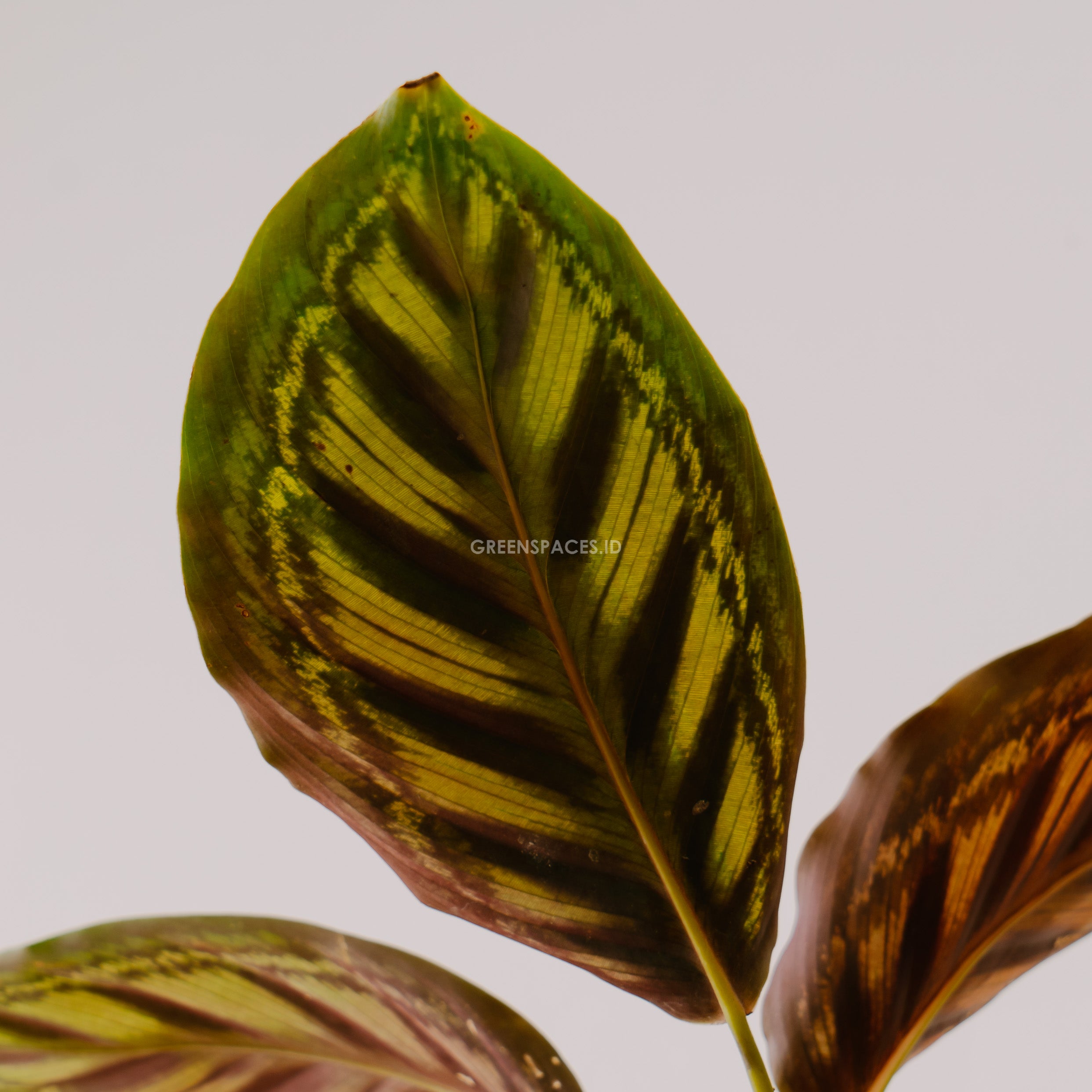 Calathea Flamaster - Greenspaces.id