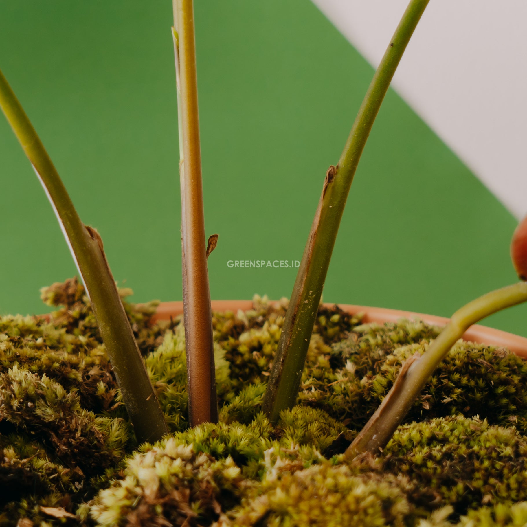 Calathea Flamaster - Greenspaces.id