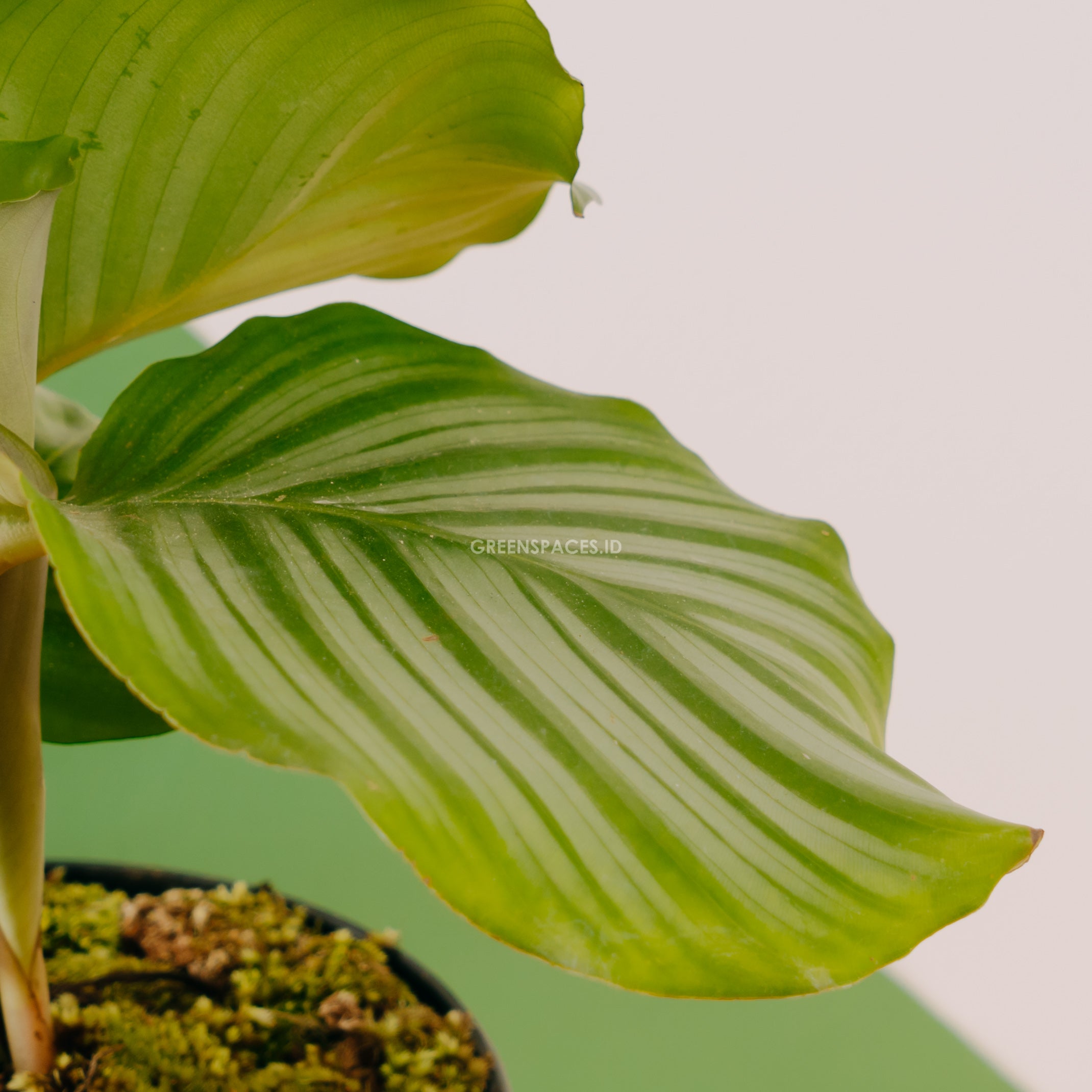 Calathea orbifolia - Greenspaces.id