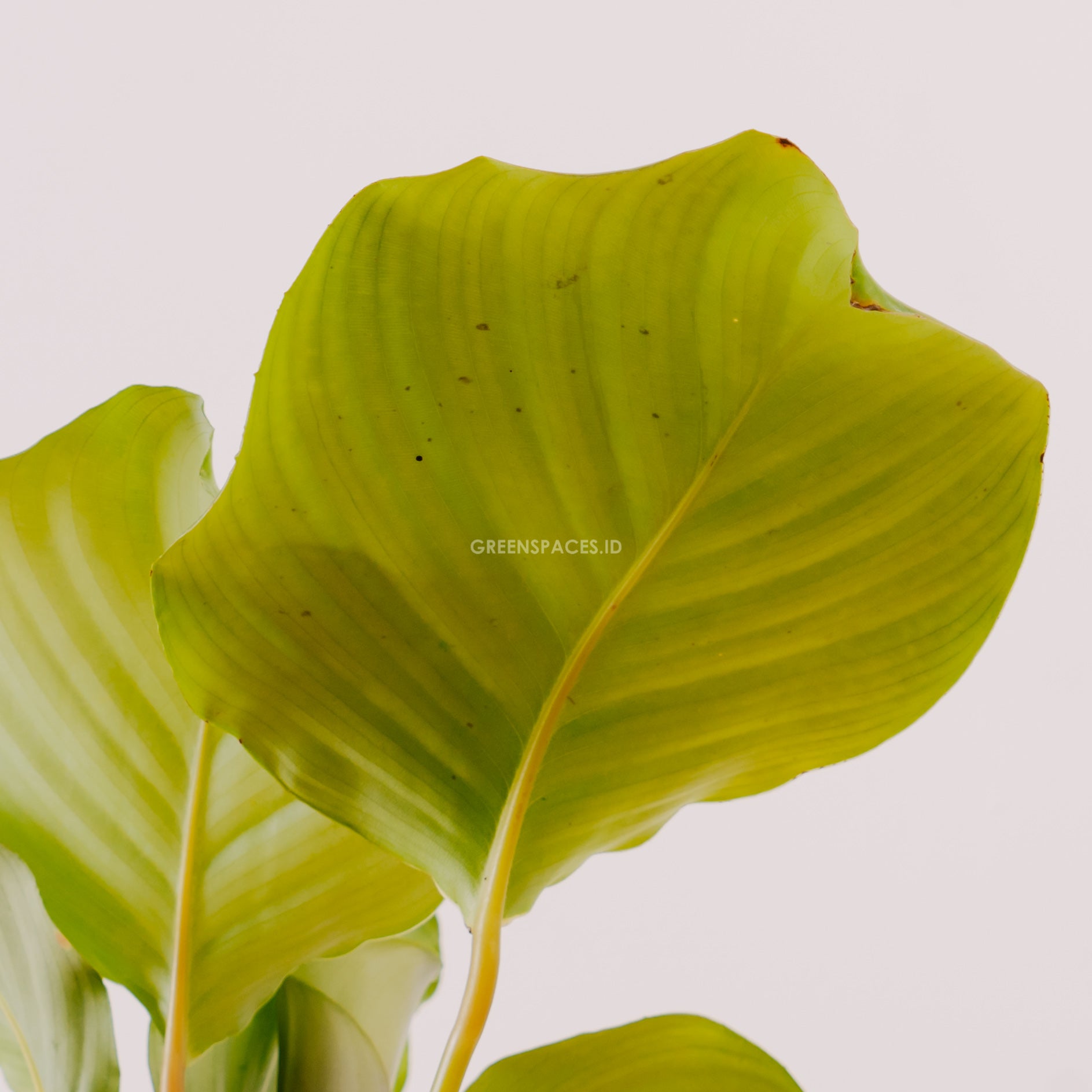 Calathea orbifolia - Greenspaces.id