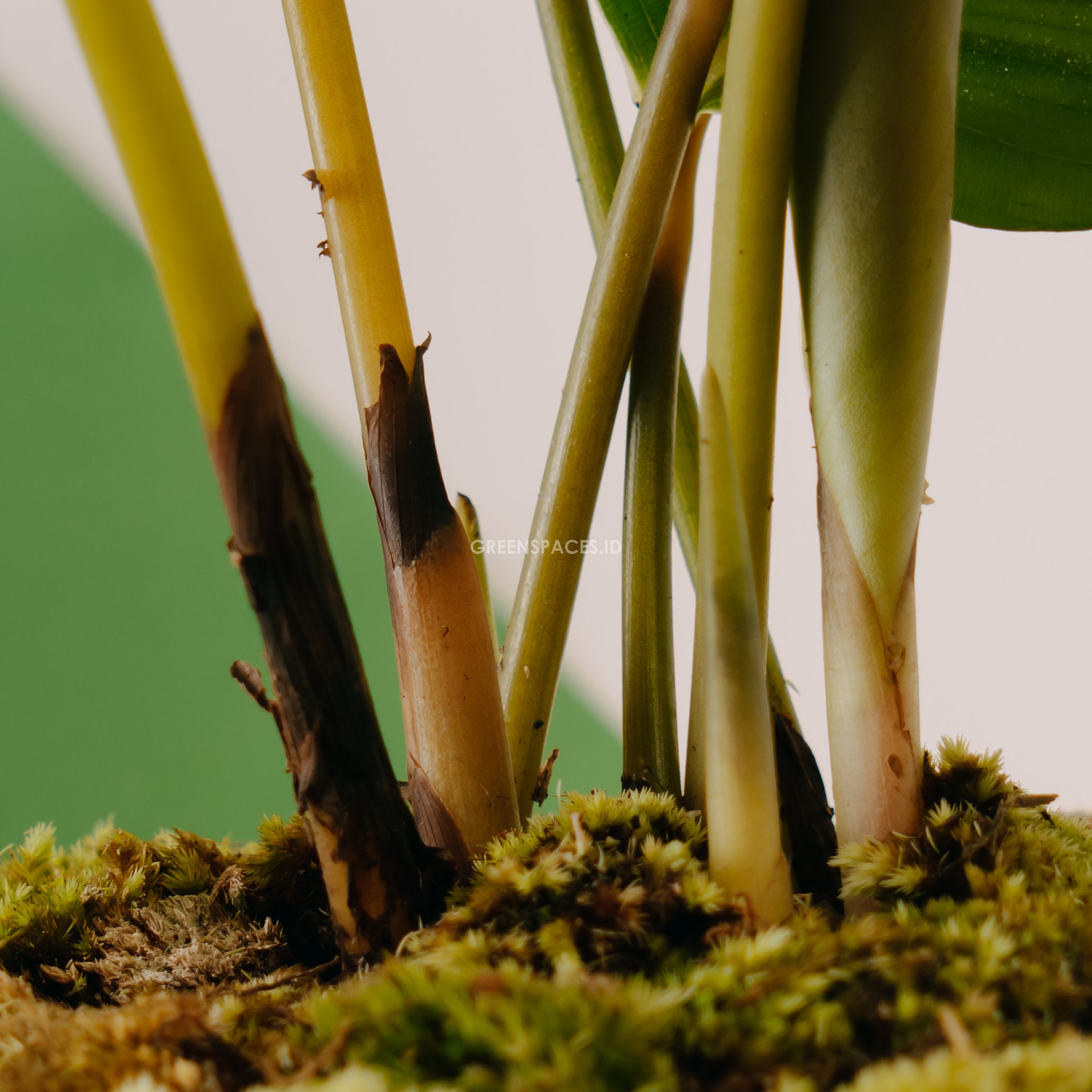 Calathea orbifolia - Greenspaces.id