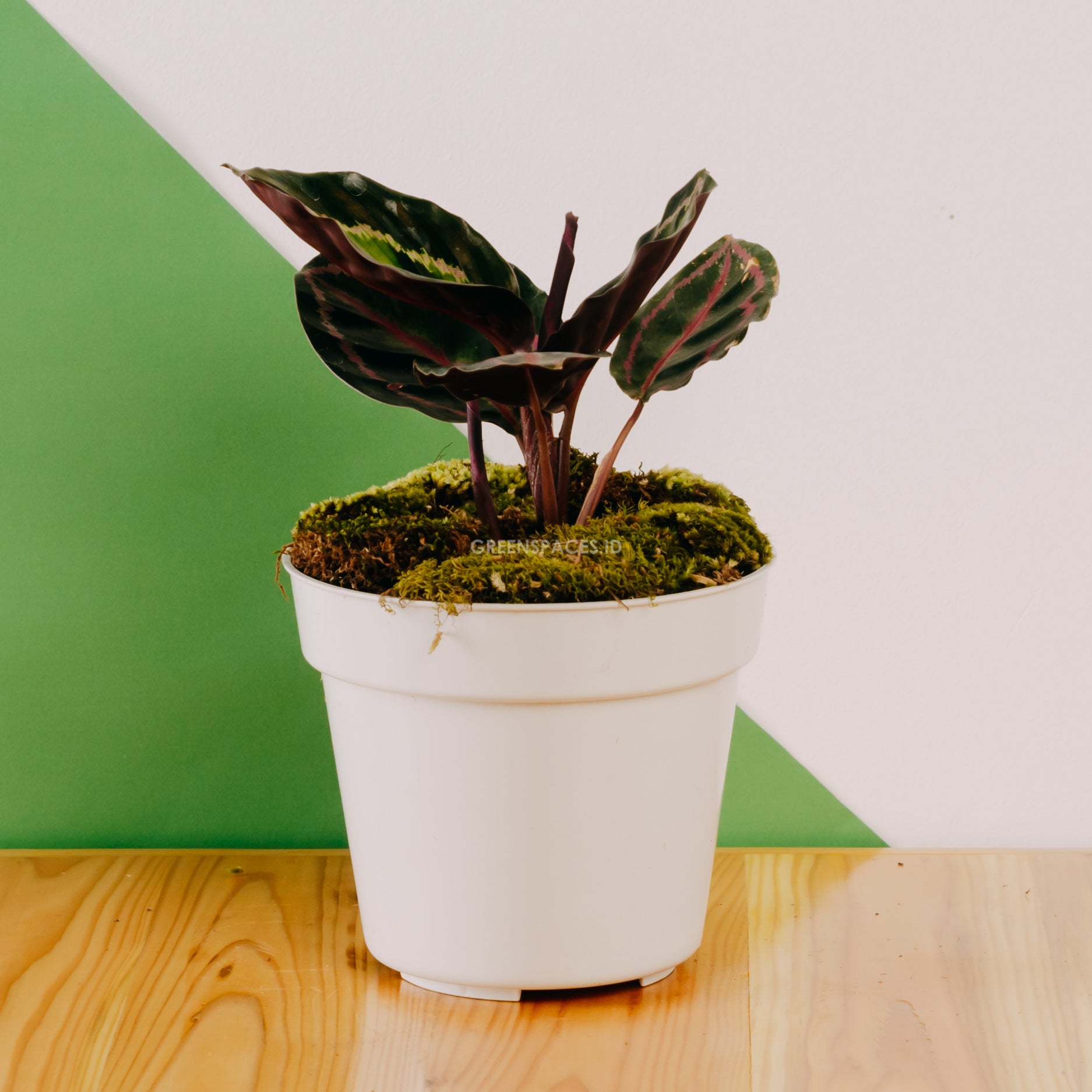 Calathea Rindem