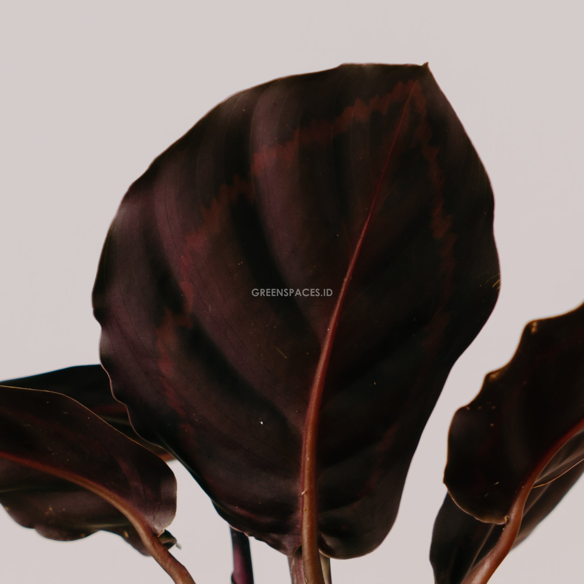 Calathea Rindem
