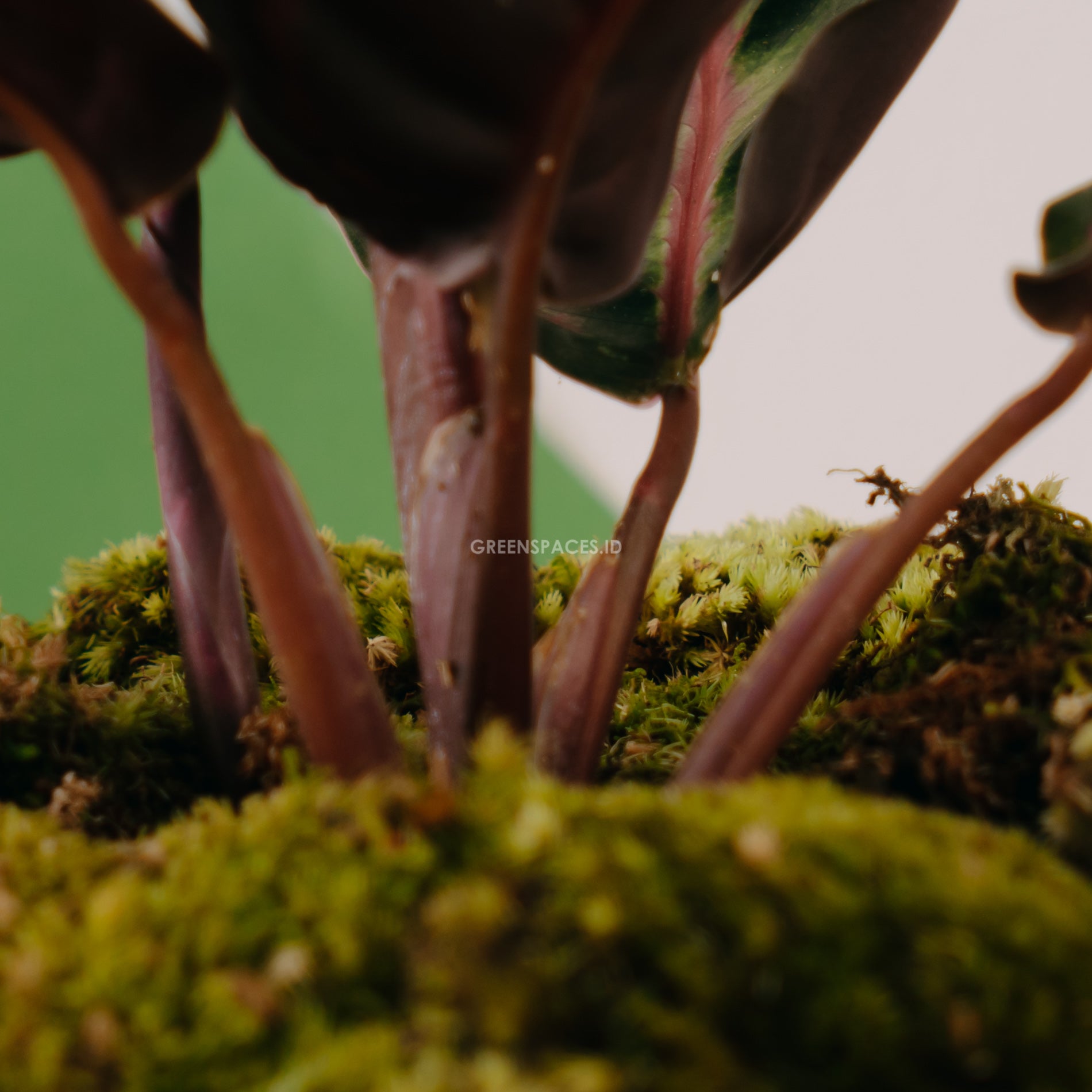 Calathea Rindem