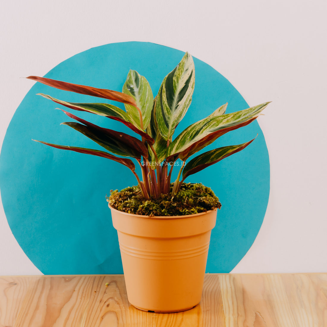 Calathea triostar variegated - Greenspaces.id